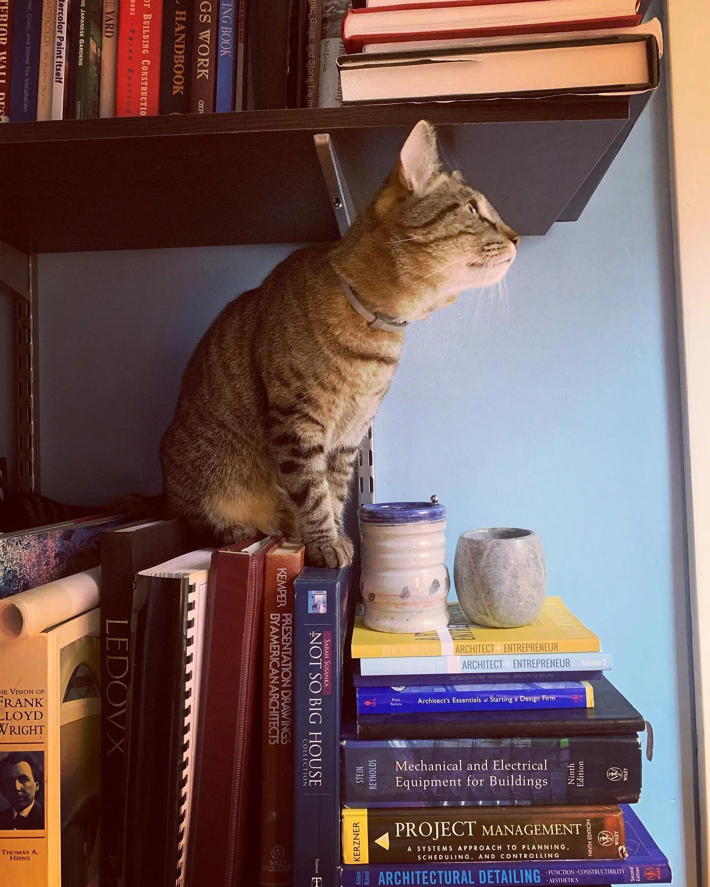 The latest addition to the library 📚 #catsofinstagram #catsinarchitecture #officepets