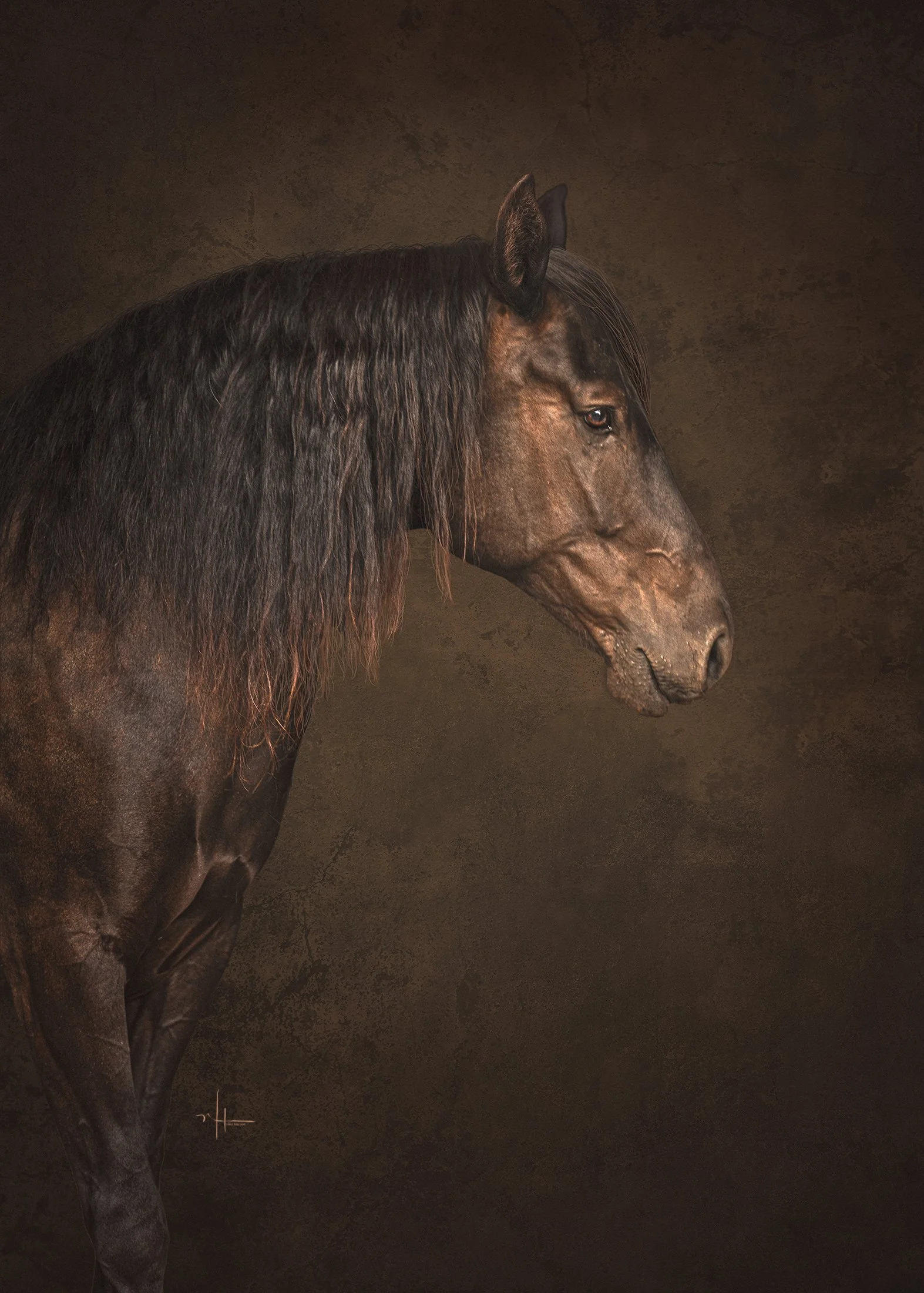 Close-up side portrait of a dark brown horse with a flowing mane, set against a dark, textured background.