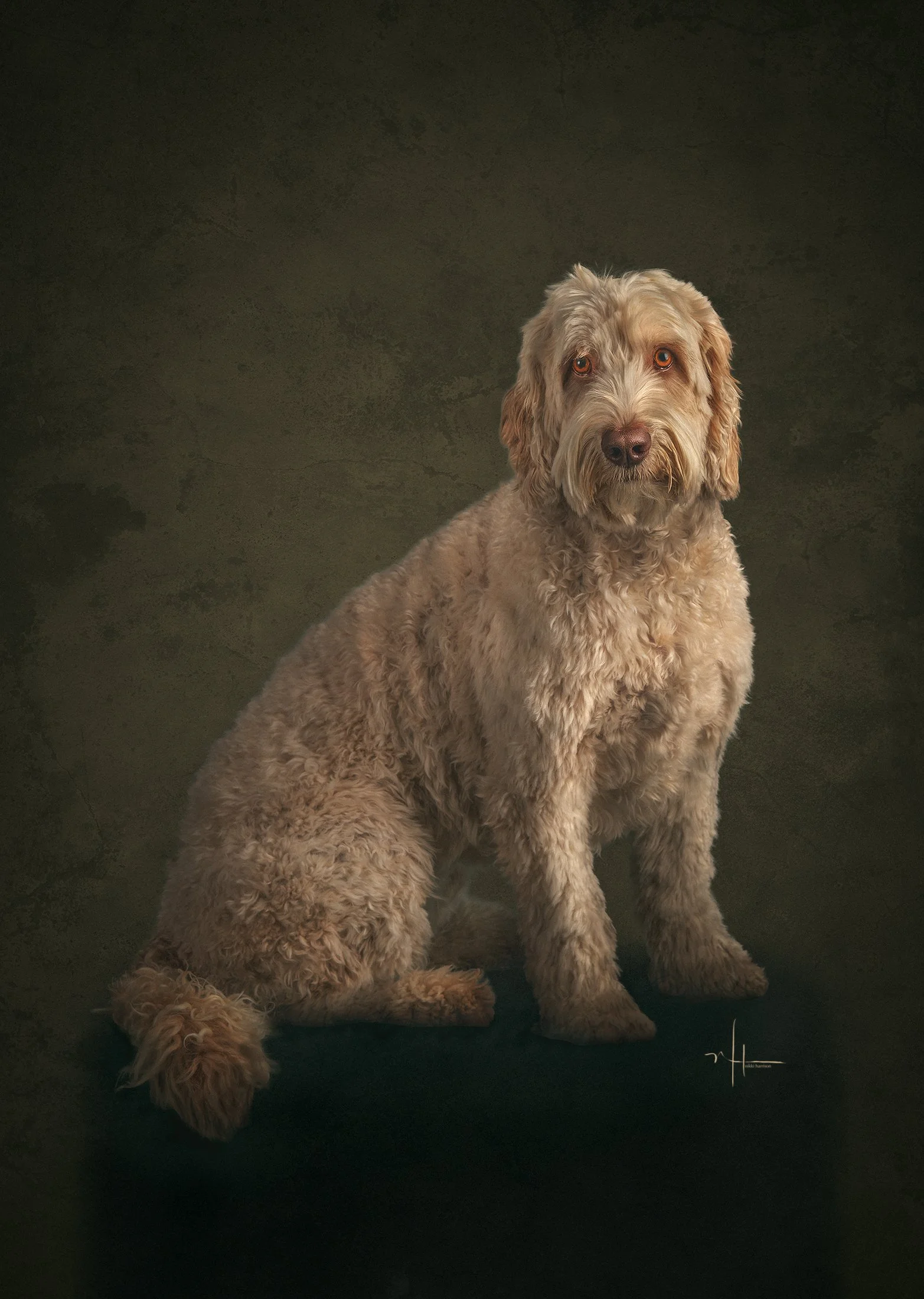 A large, curly-haired dog with a light brown coat sitting against a dark background.