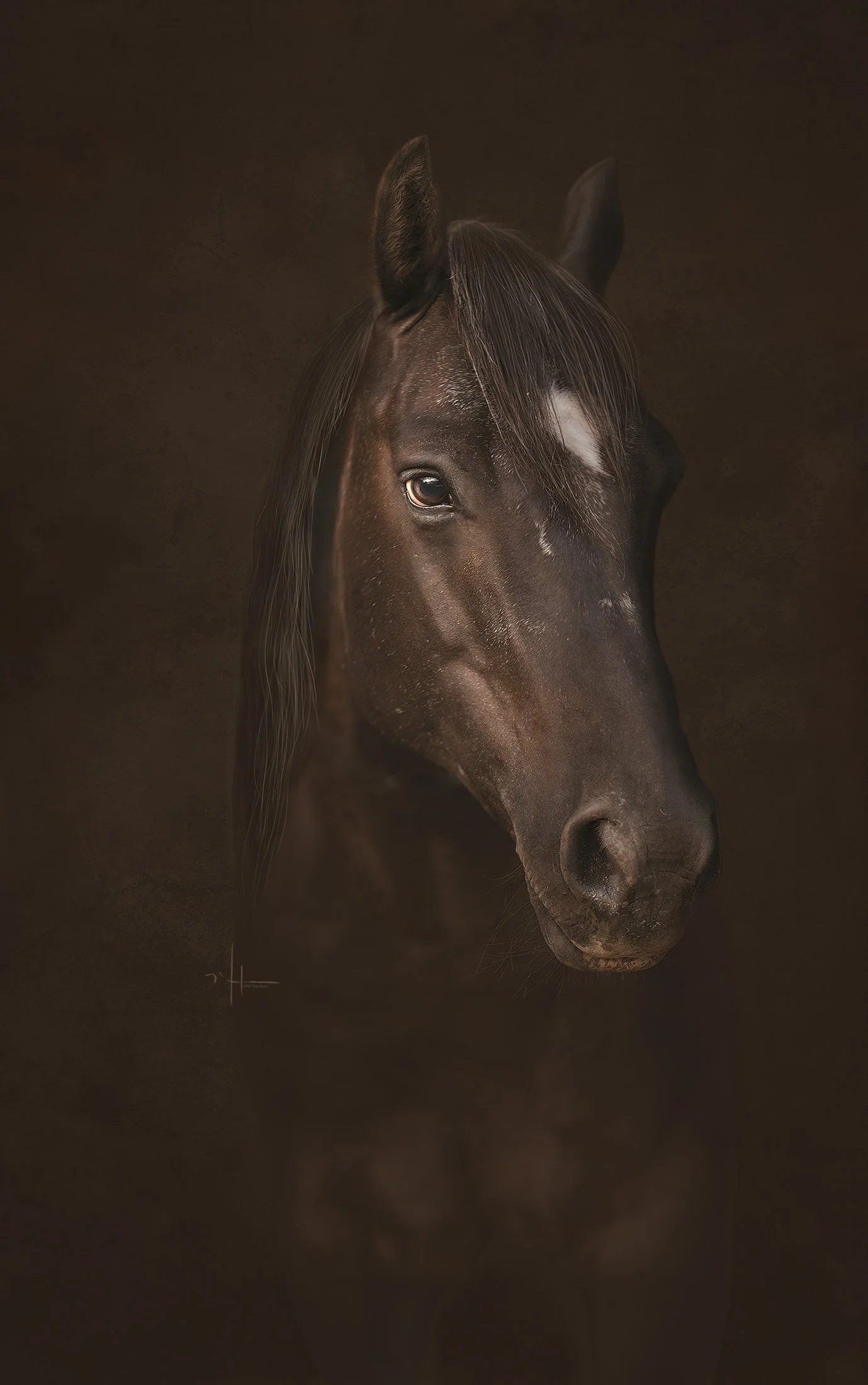 Close-up of a black horse's head with a white star marking on its forehead, set against a dark background.