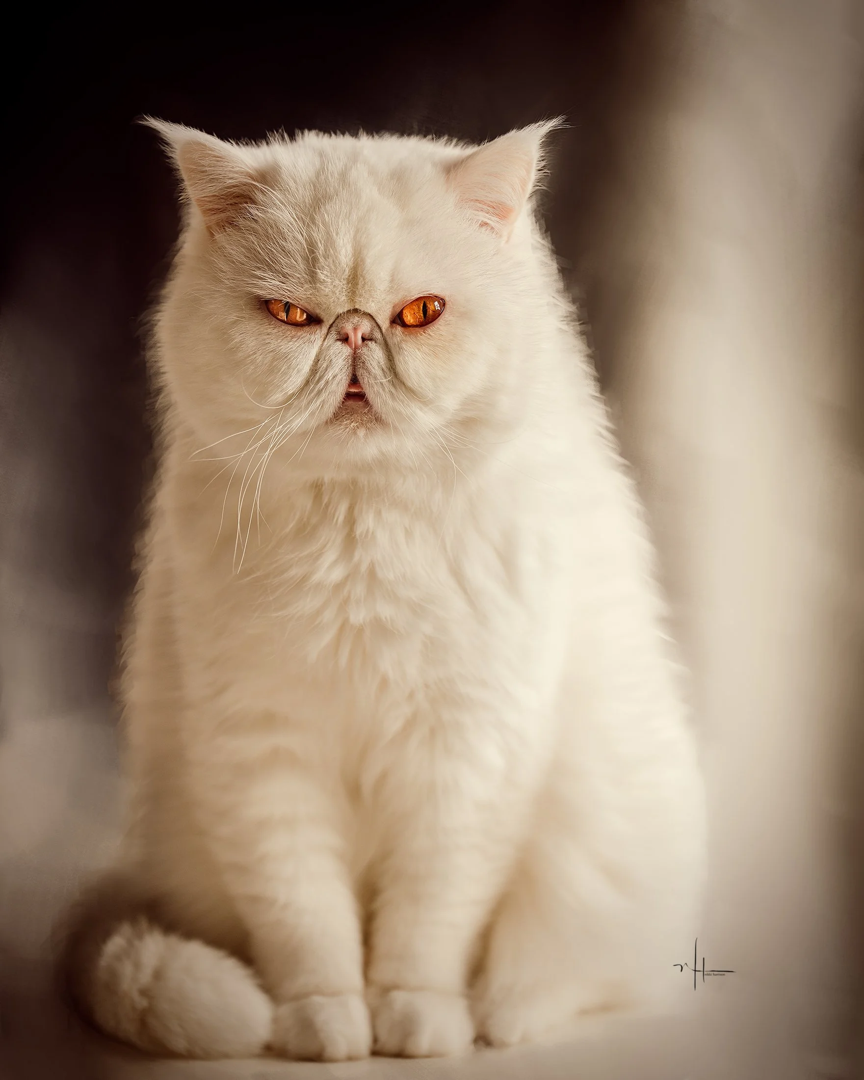 A close-up of a fluffy, cream-colored Persian cat with amber eyes, sitting on a light-colored surface against a blurred background.