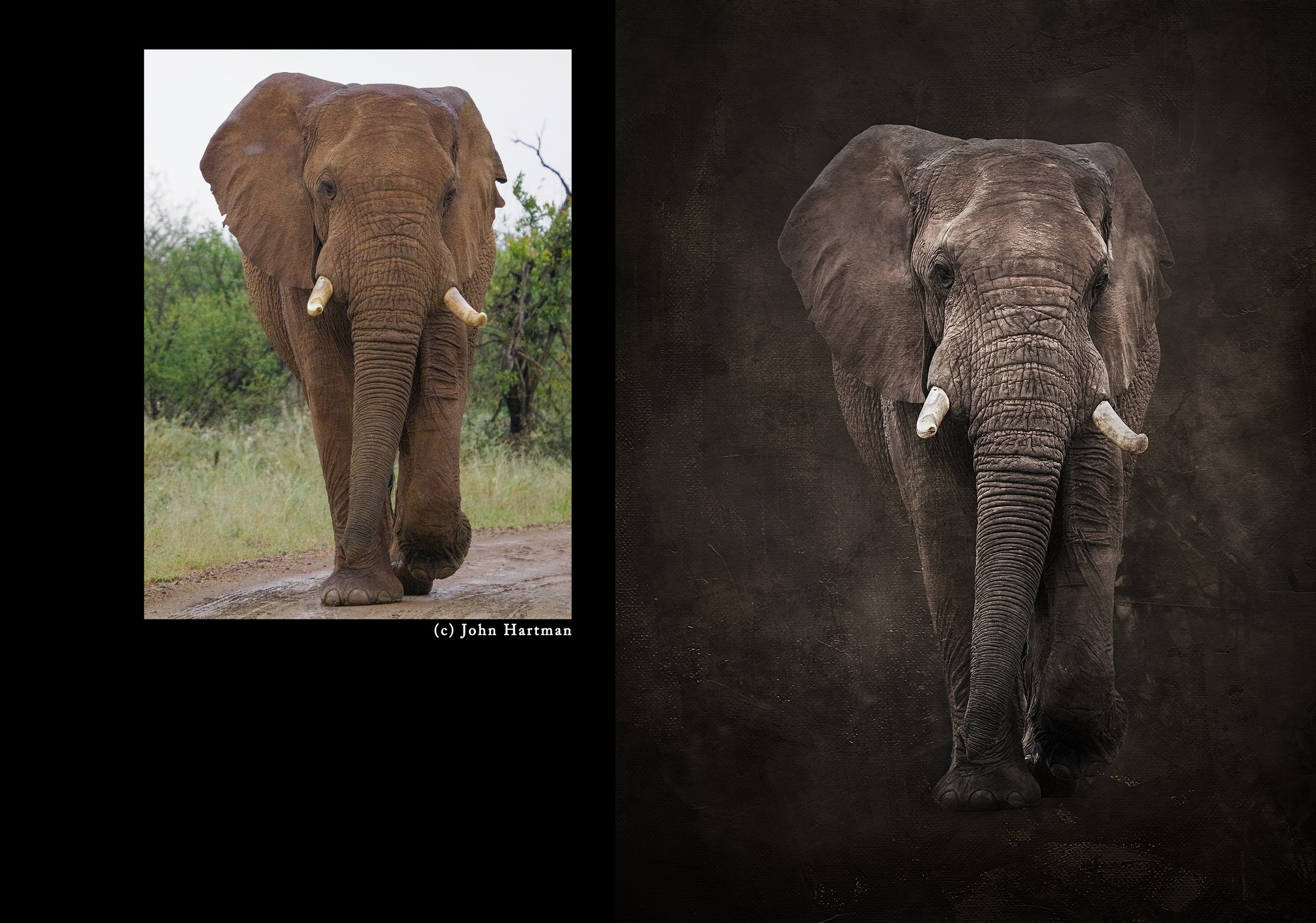 Elephant 4ba.jpg