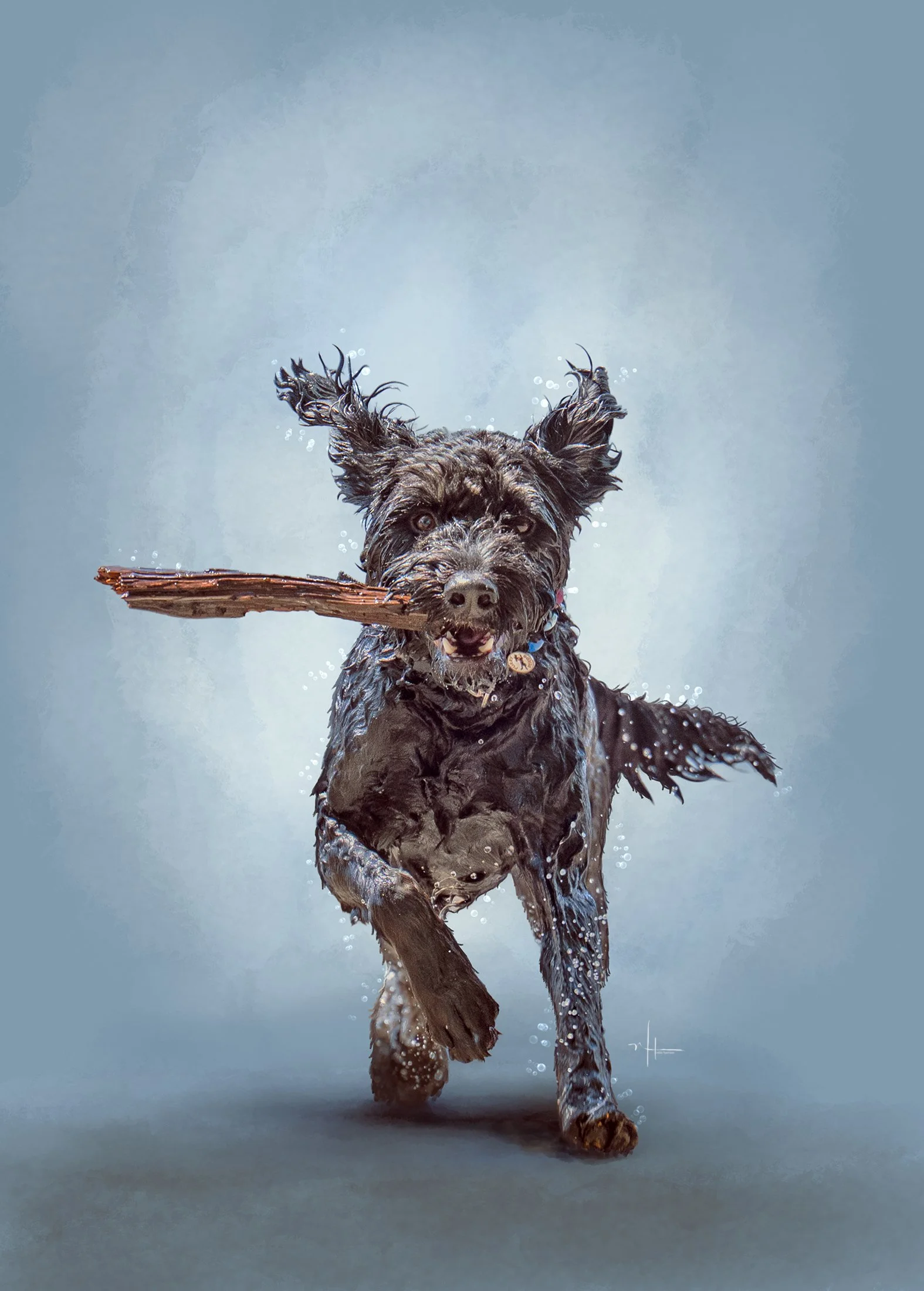 A black dog running through water with a stick in its mouth.