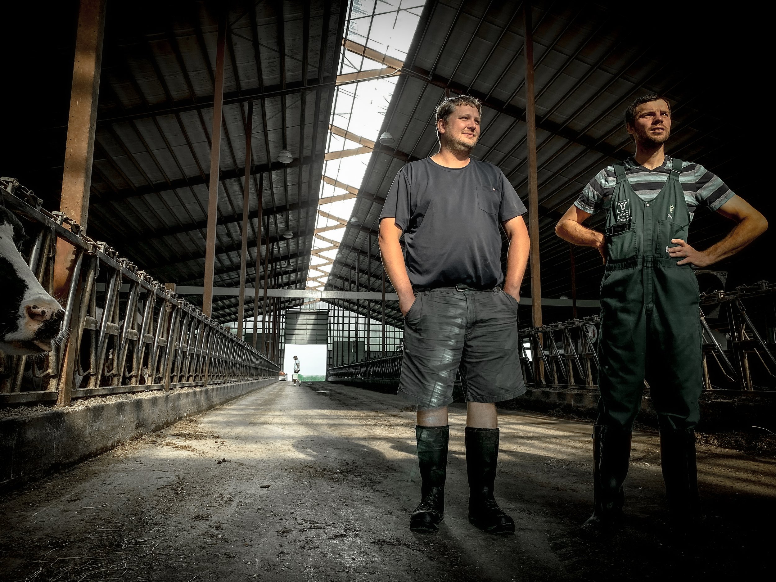 Two men standing in a barn with a cow on the left side and feed troughs on either side, some sunlight coming through the roof.