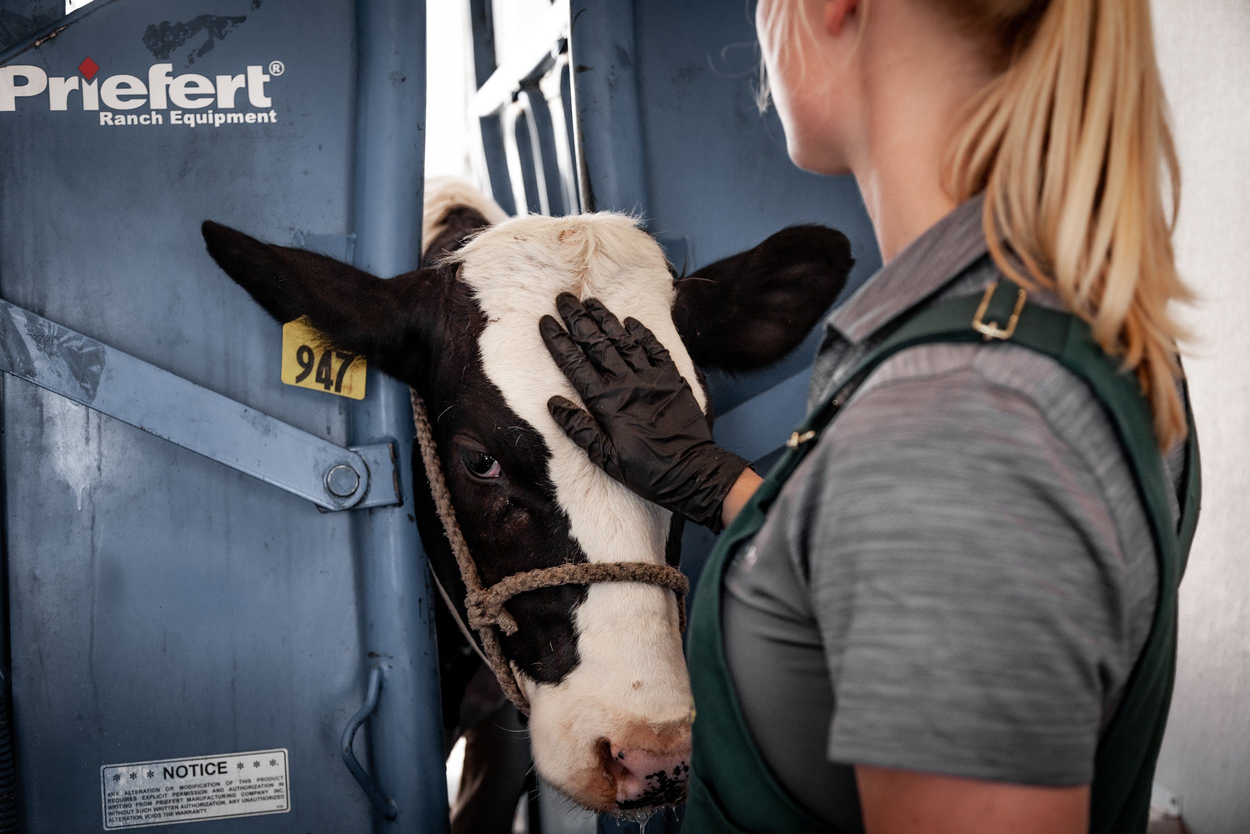 A woman wearing black gloves is gently examining the forehead of a black and white calf inside a blue cattle chute. The scene appears to take place at a ranch or veterinary facility.
