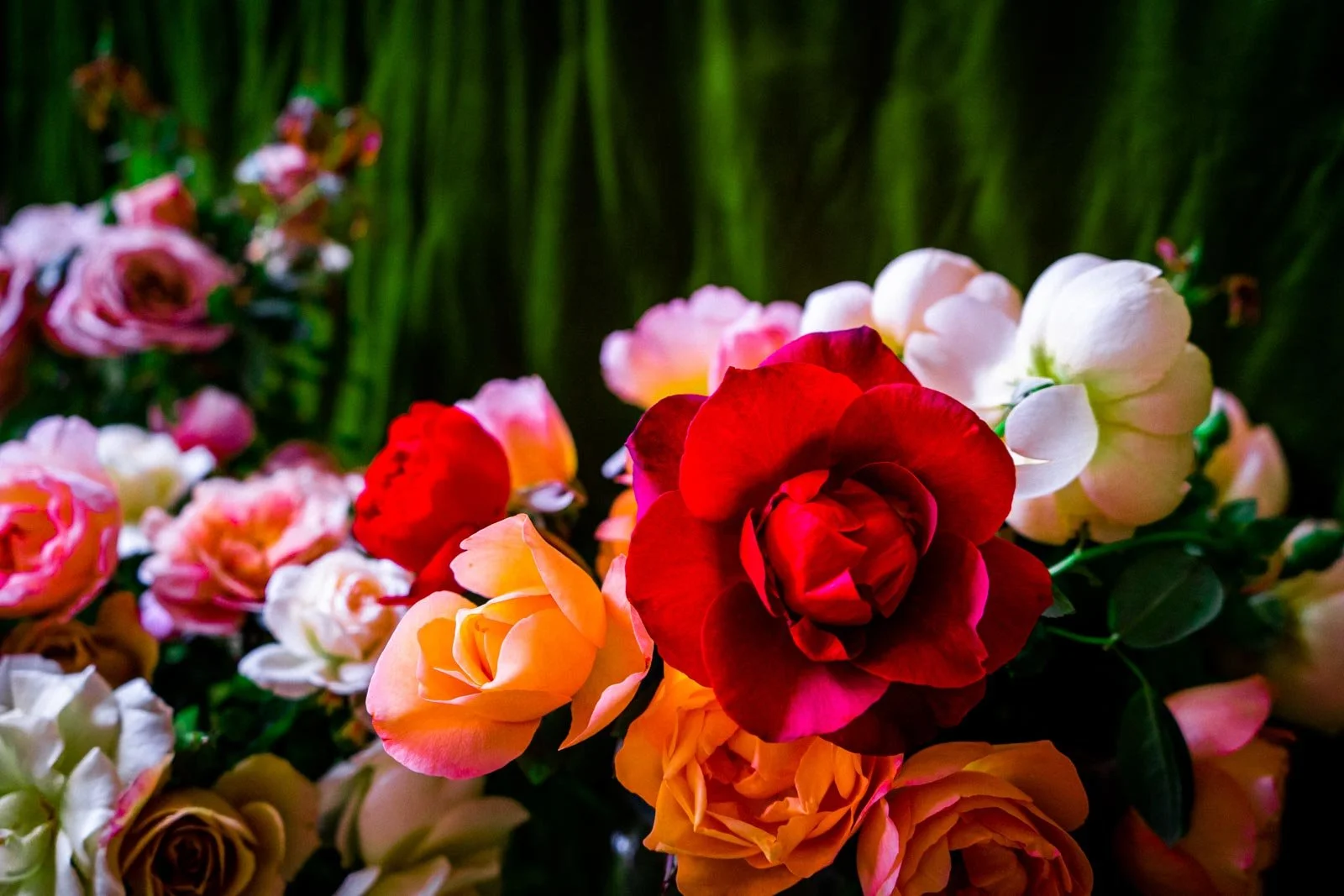 Close-up of a colorful bouquet of assorted roses, including red, orange, pink, and white flowers, with green foliage in the background.