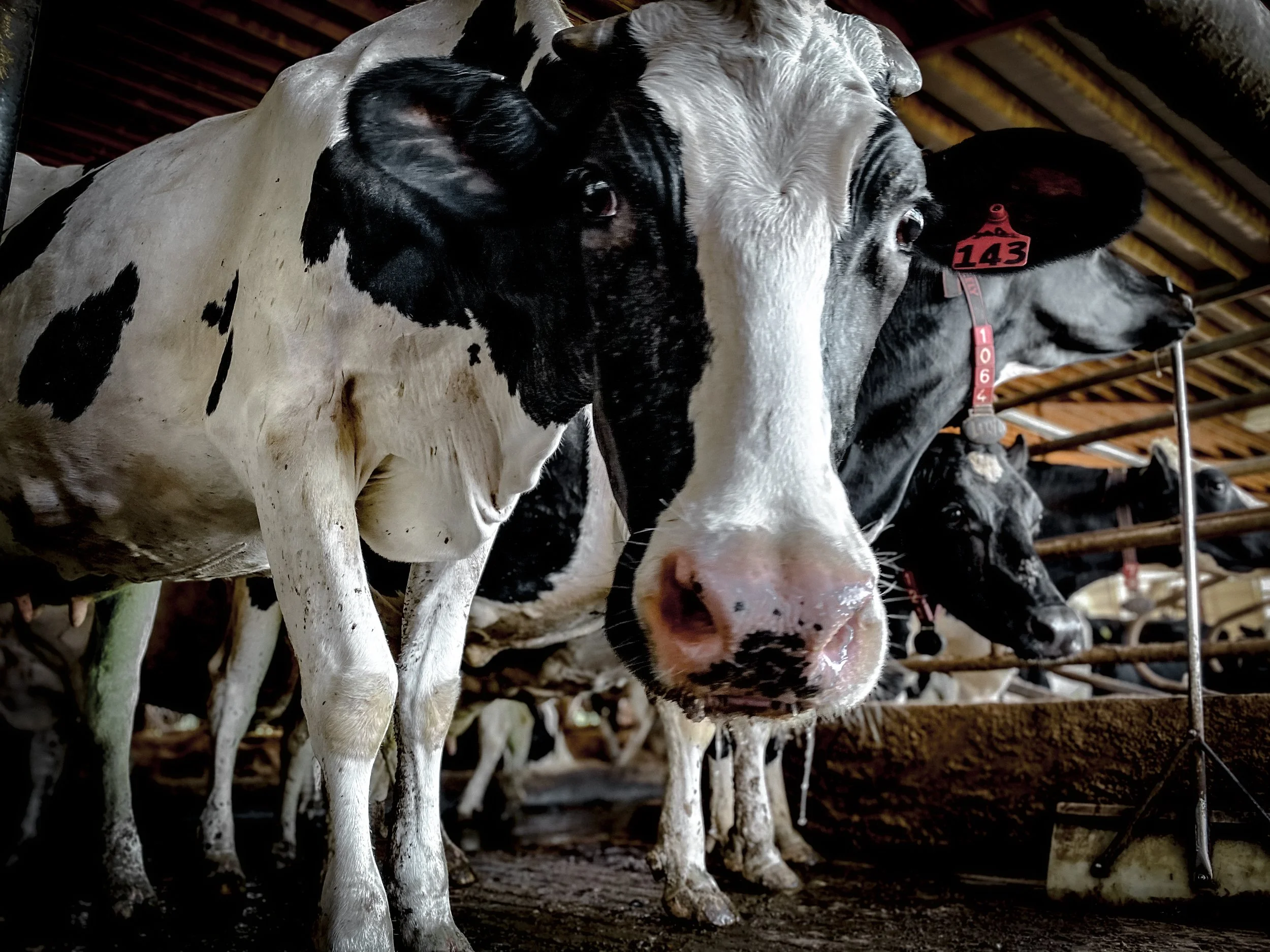 A black and white Holstein cow in a barn, with other cows in the background, standing behind a feeding trough.
