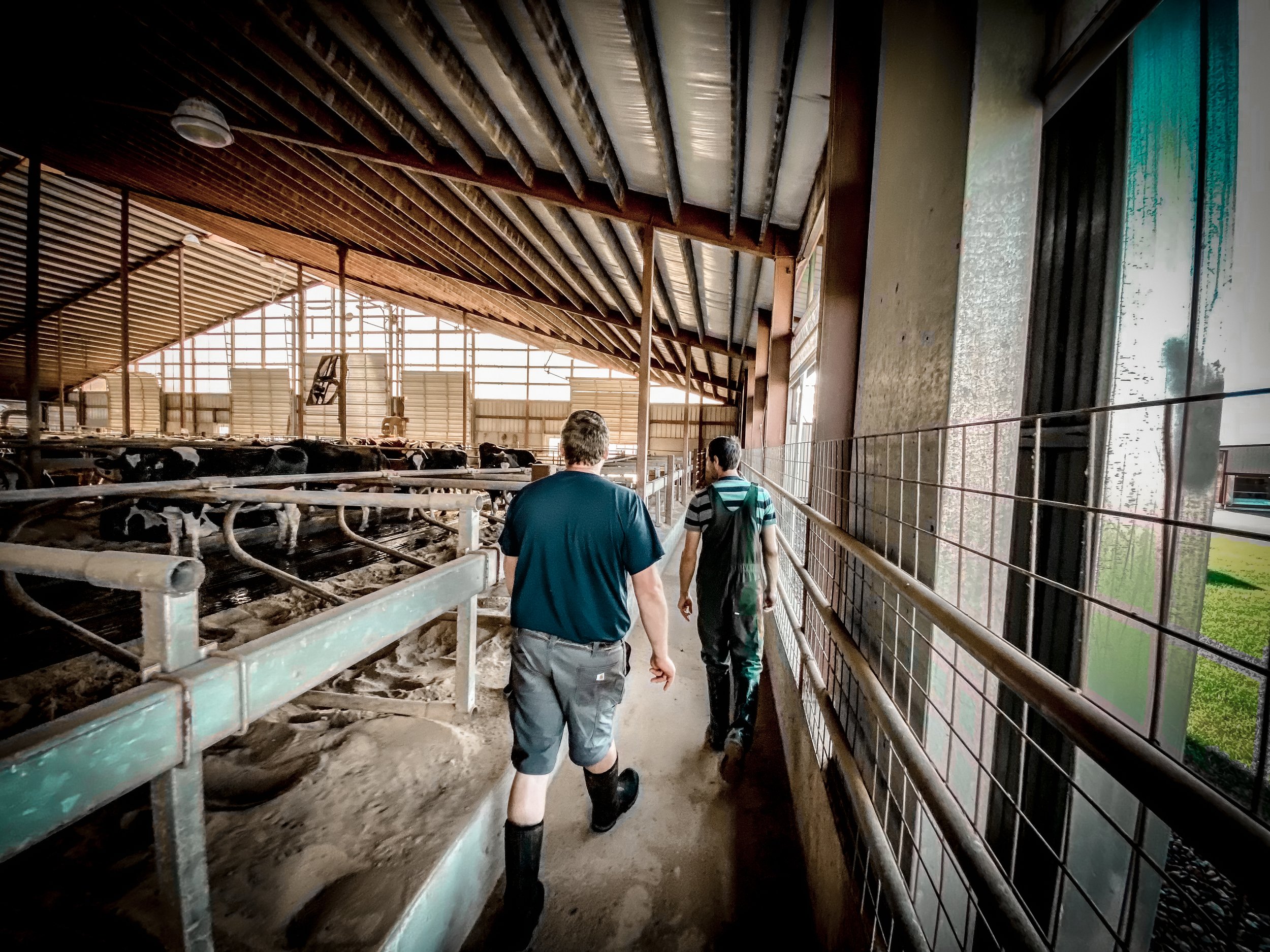 Two men walking inside a large barn with cows on the left side and a large window on the right side.