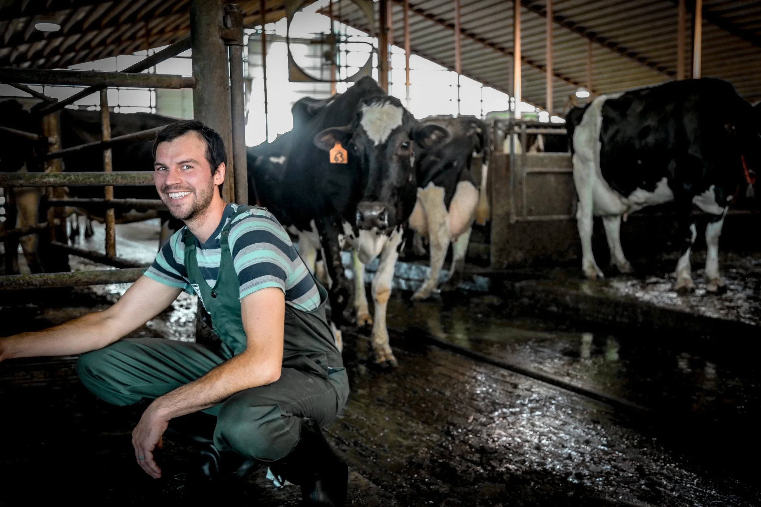 A man smiling and crouching in a dairy barn with black and white cows in the background.