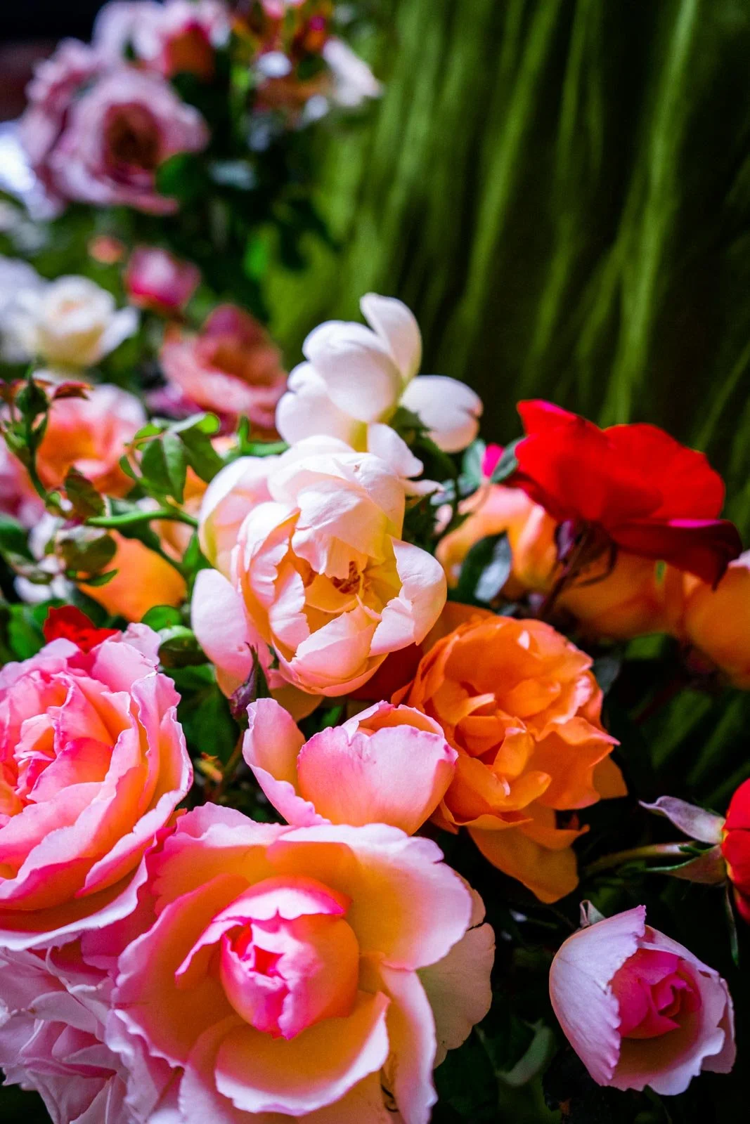 Close-up view of various colorful roses, including pink, orange, white, and red, with green leaves and background.