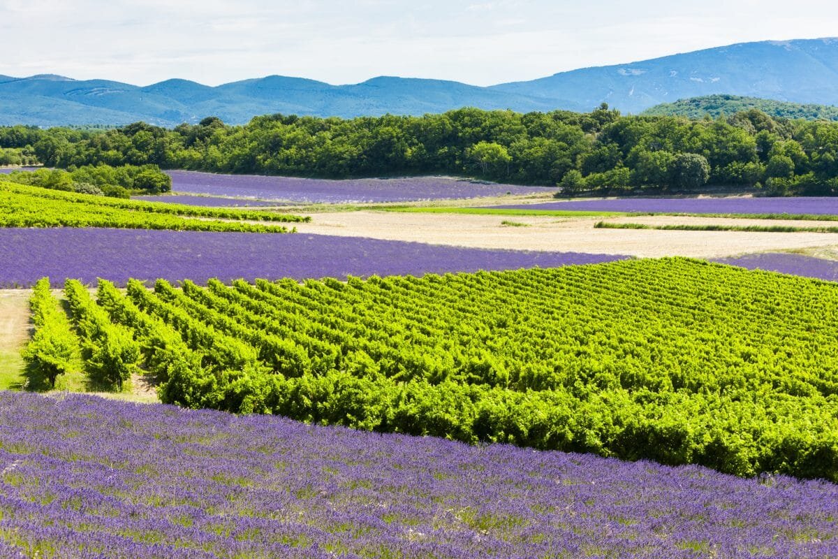 Provence 1.jpg