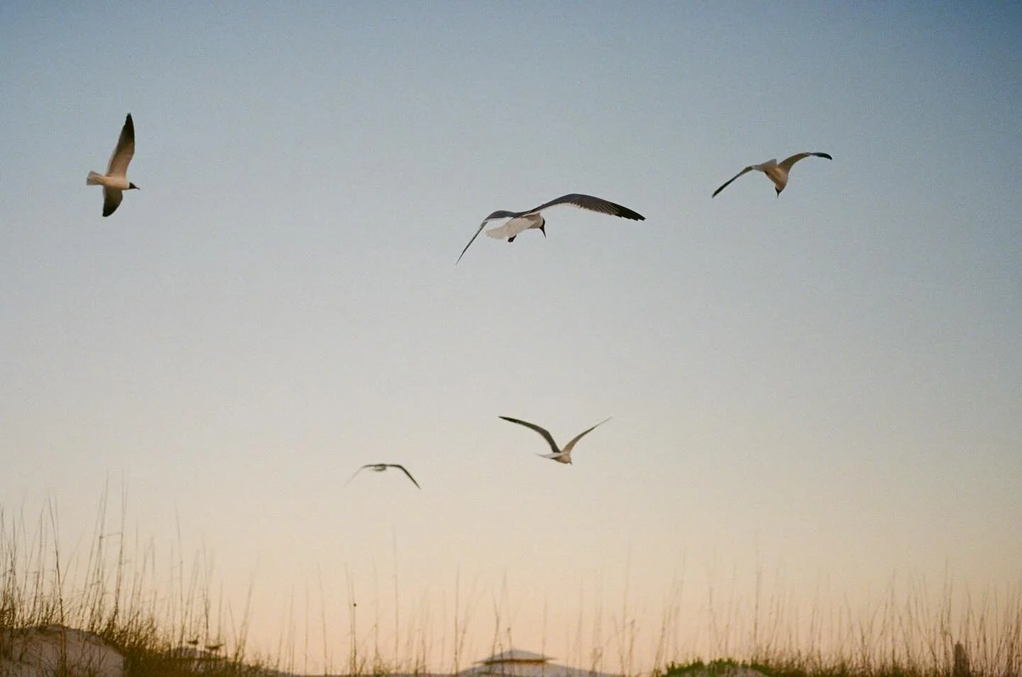 rehearsal dinner details 🕊️