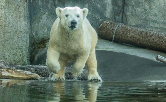 Oregon Zoo Foundation