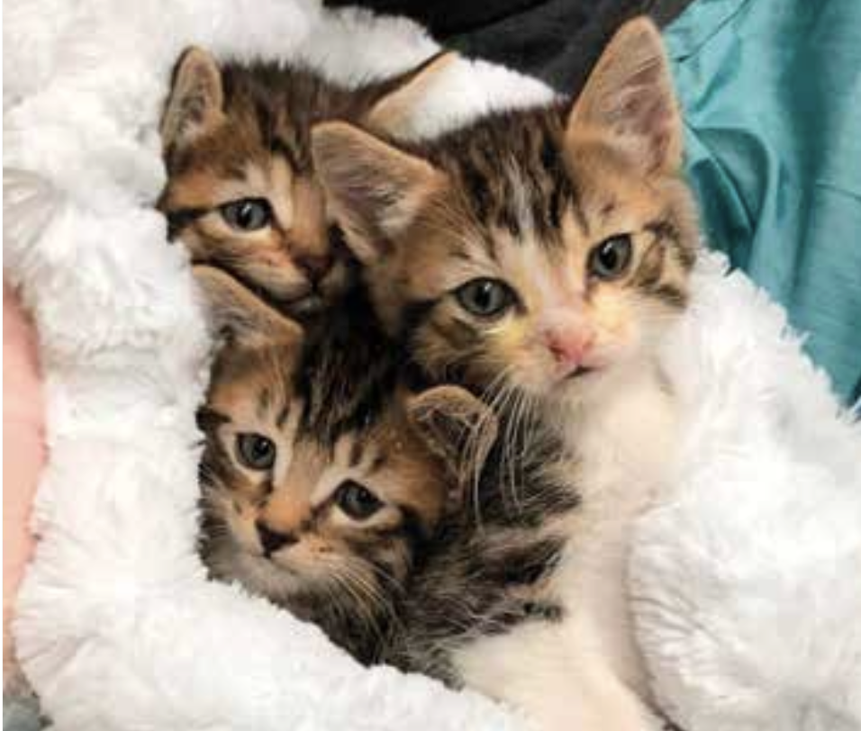 British Columbia Society for the Prevention of Cruelty to Animals