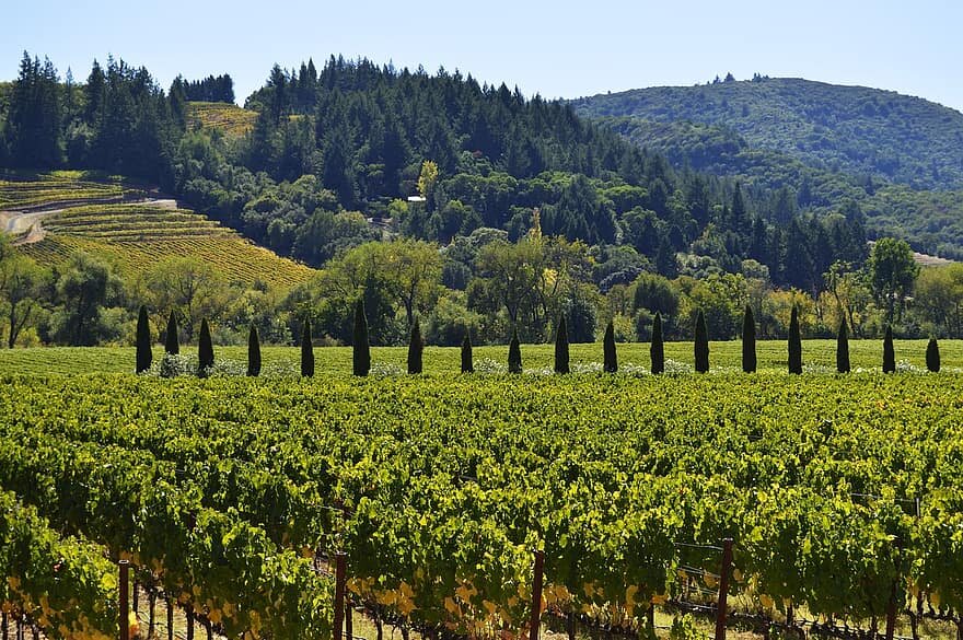 Kaya Vineyard and Winery