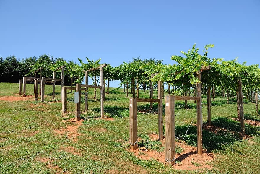 Monteluce Winery