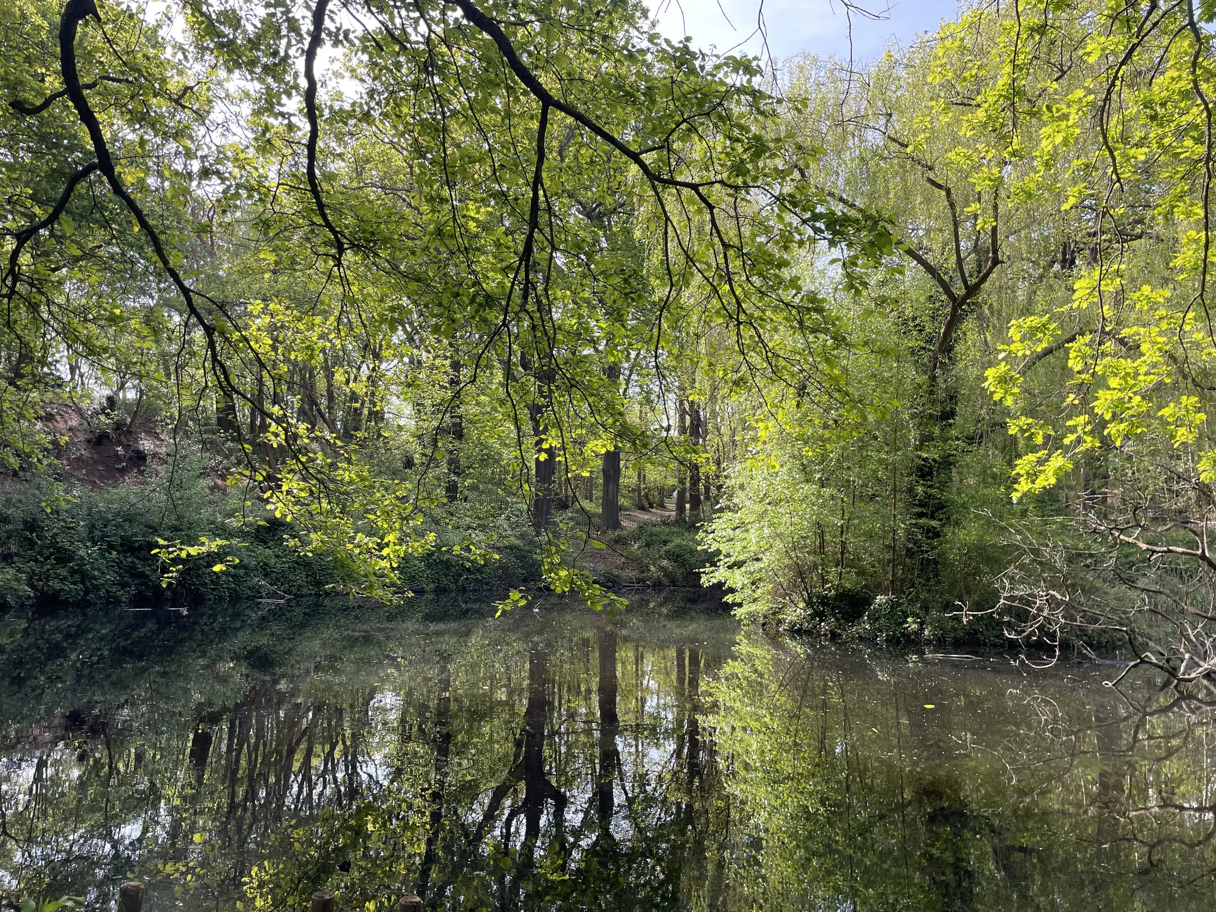 Forest Bathing