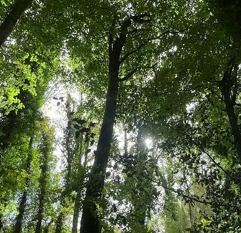 Summer Solstice Forest Bathing &amp; Yoga