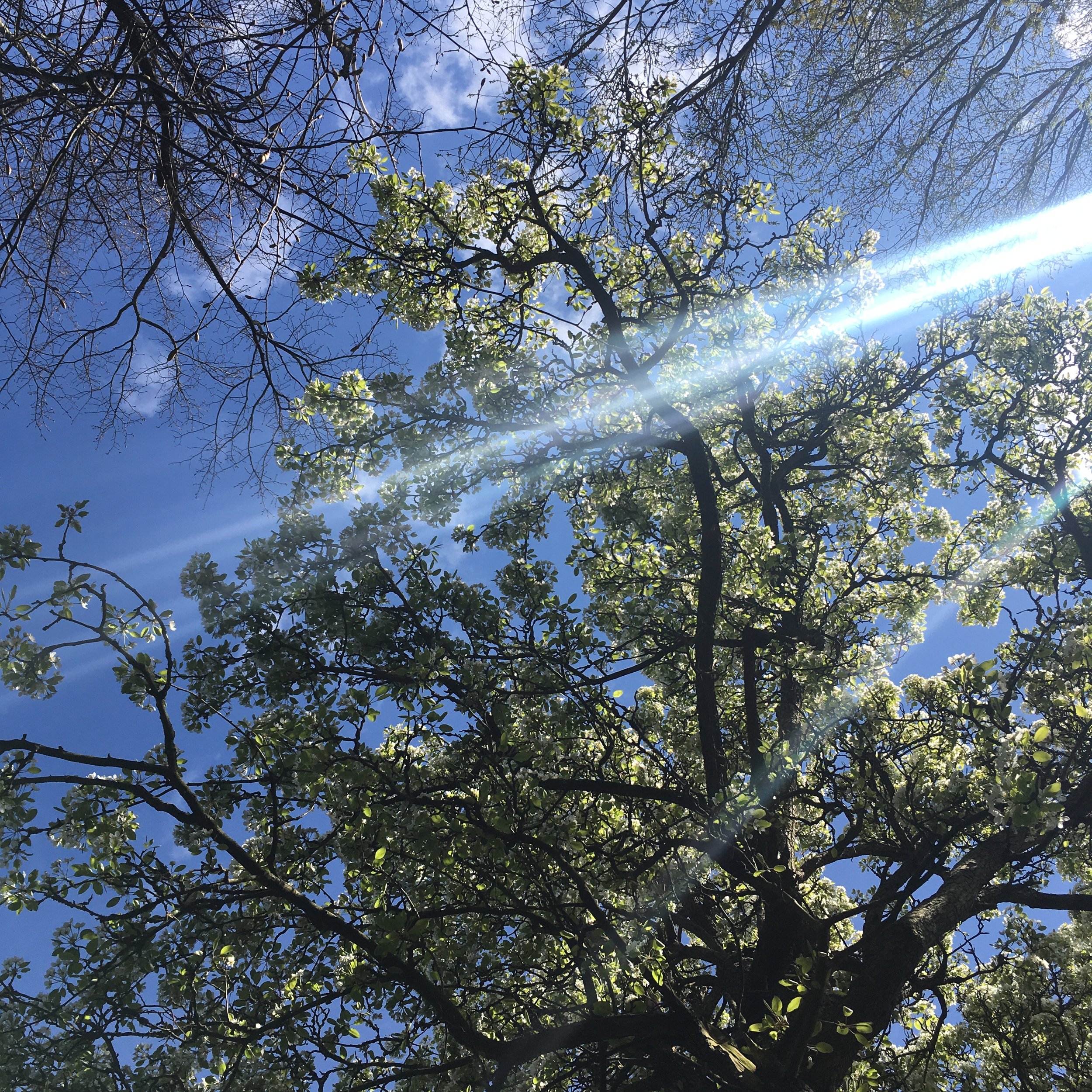 Woodland Wellbeing