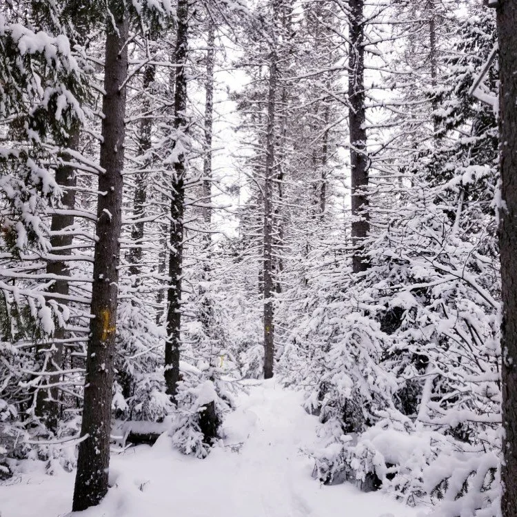 🧊 COLD THERAPY 🧊 

Benefits to cold therapy are:

&bull;Decreases inflammation-Which helps to manage pain.
&bull;Decreases swelling
&bull;Supports muscle recovery
&bull;Increases testosterone for men
&bull;Improved immune response-By boosting white