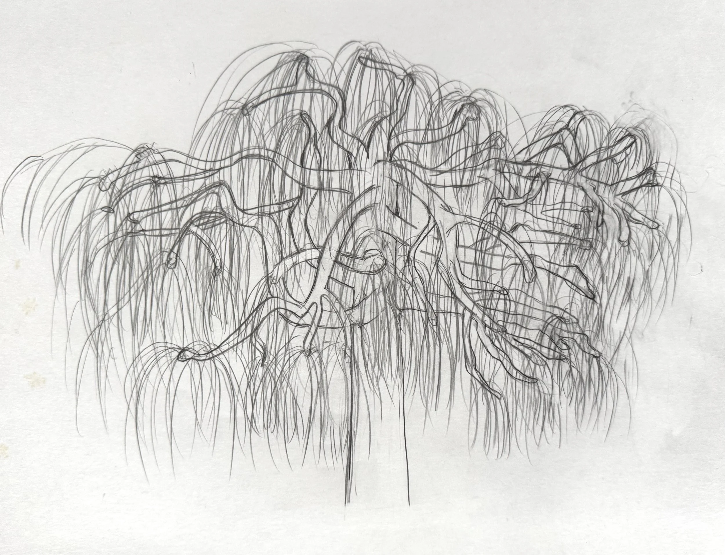 drawing for print of weeping cherry, 2026