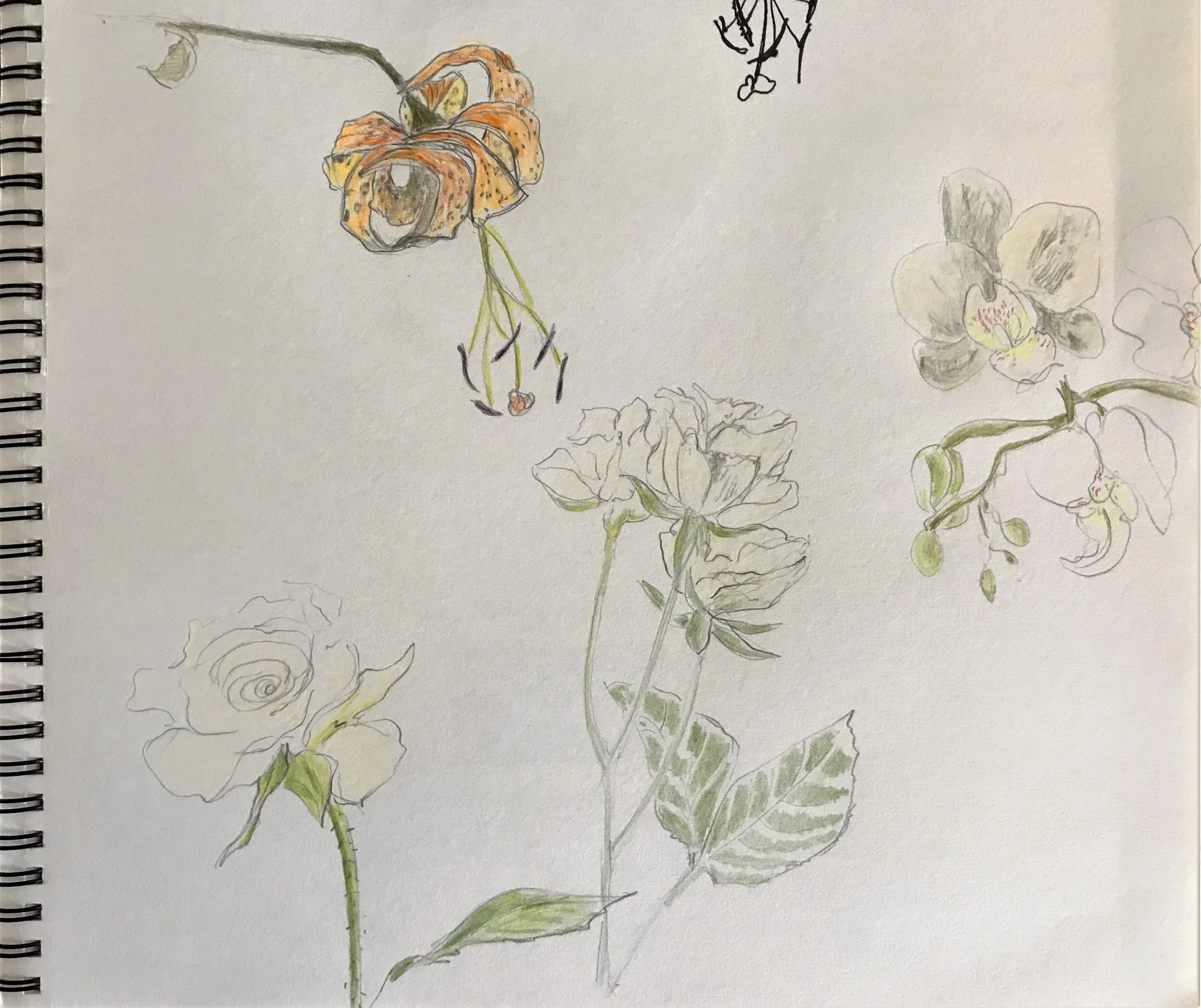 Observation 2 – 2019