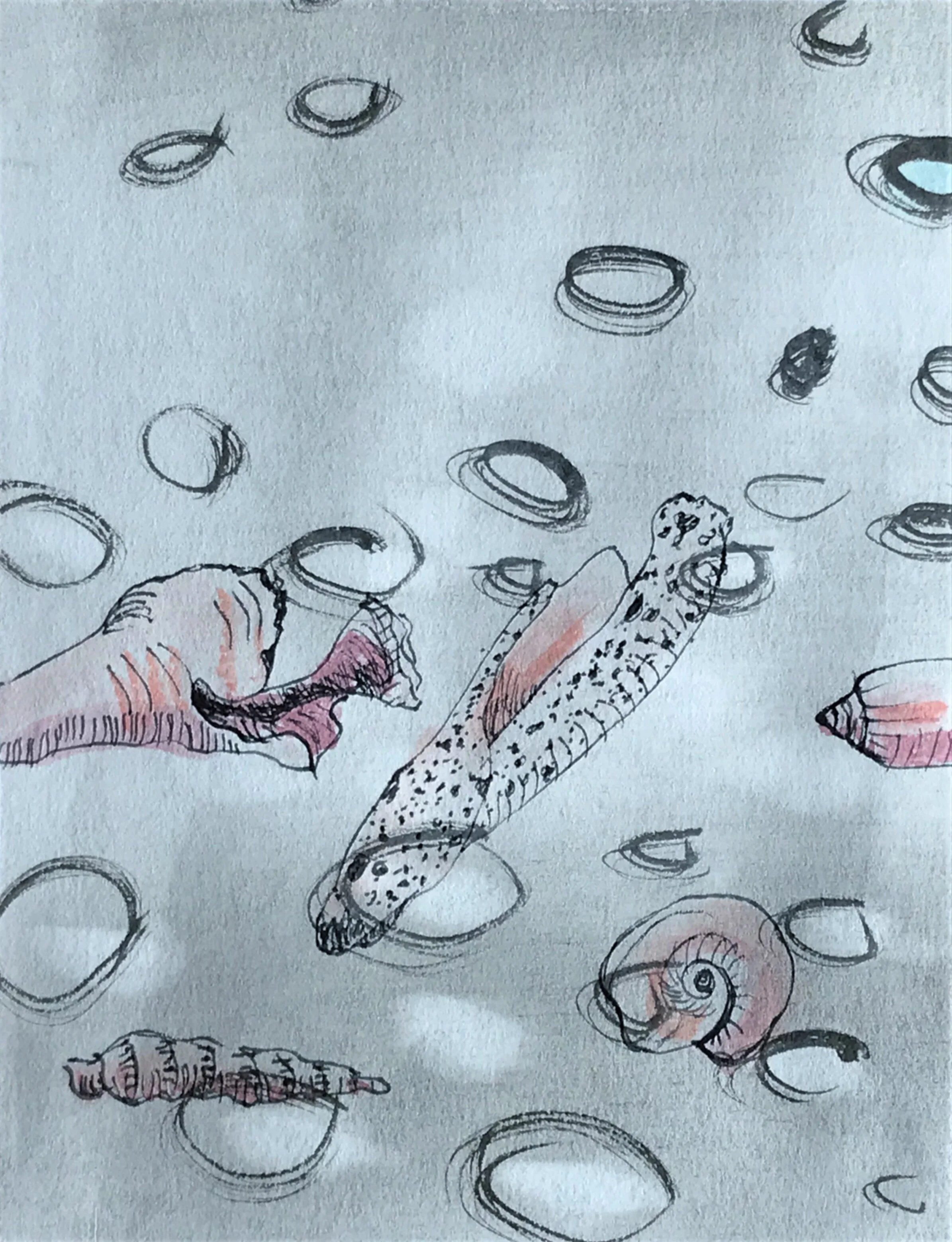 Untitled Shell Study 2 – ink and watercolor  4.25 in w x 6 in h – 2020 *
