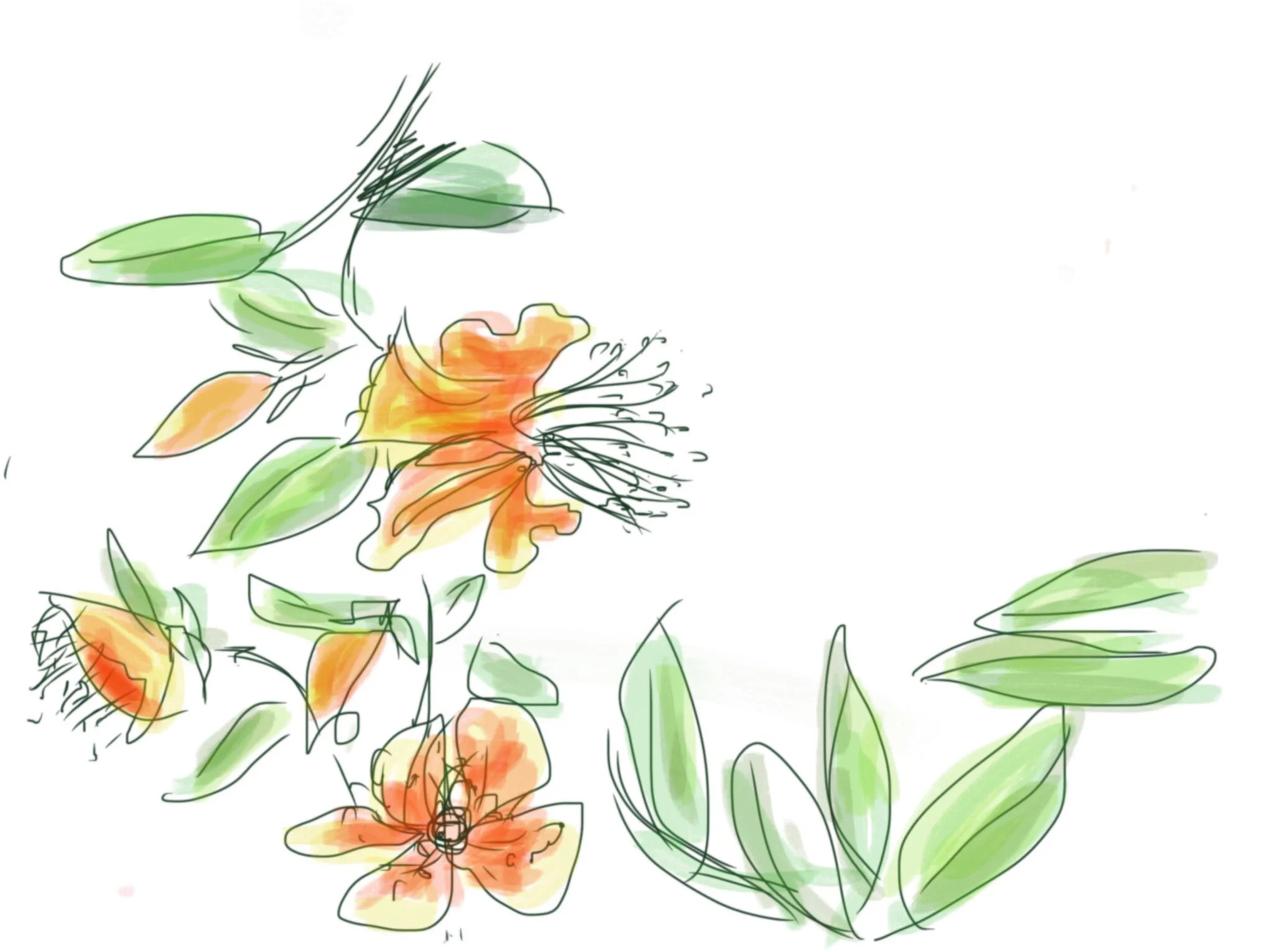 Flame Azalea 2015