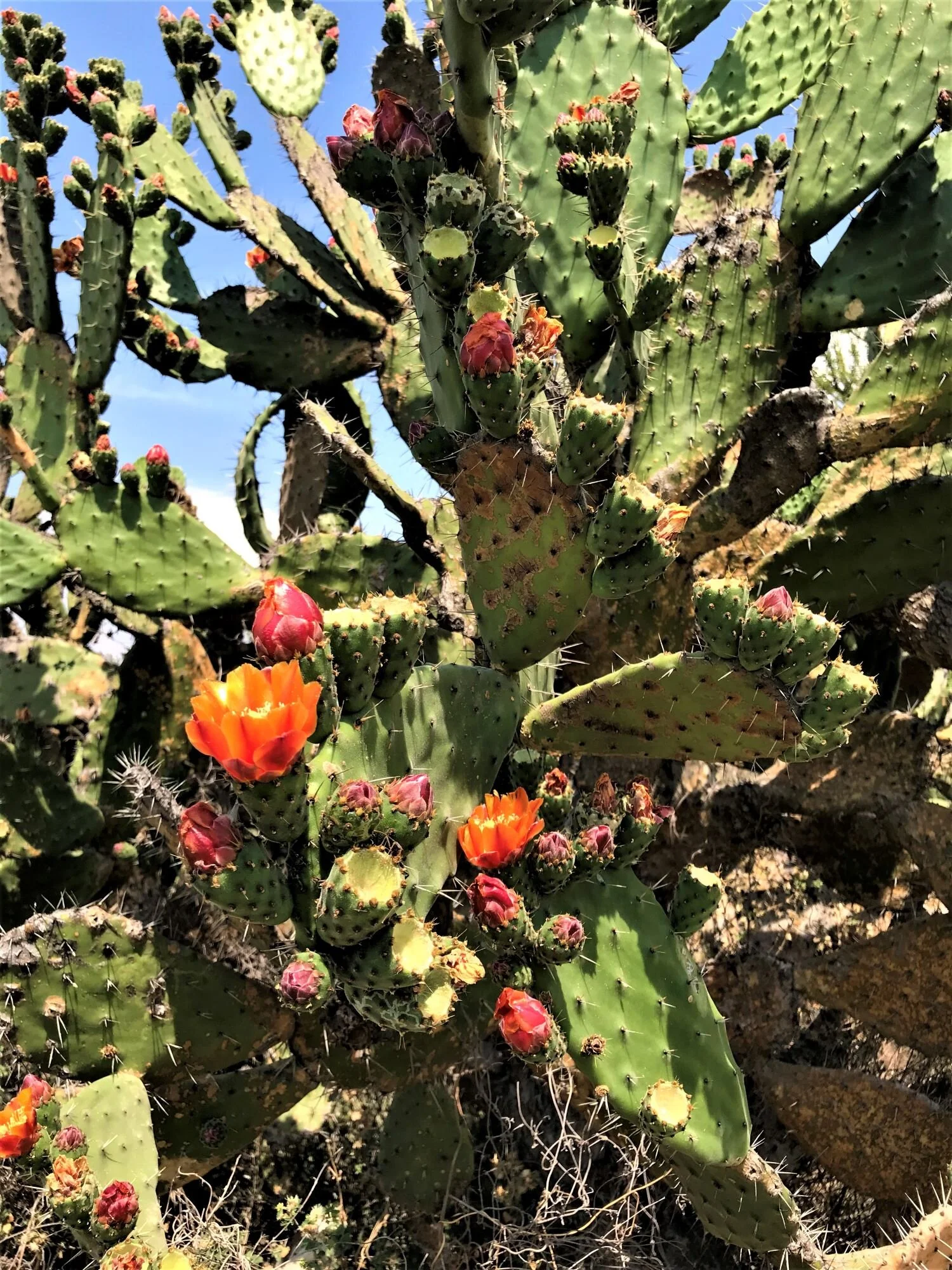 Fieldnotes — Jean W. McLaughlin