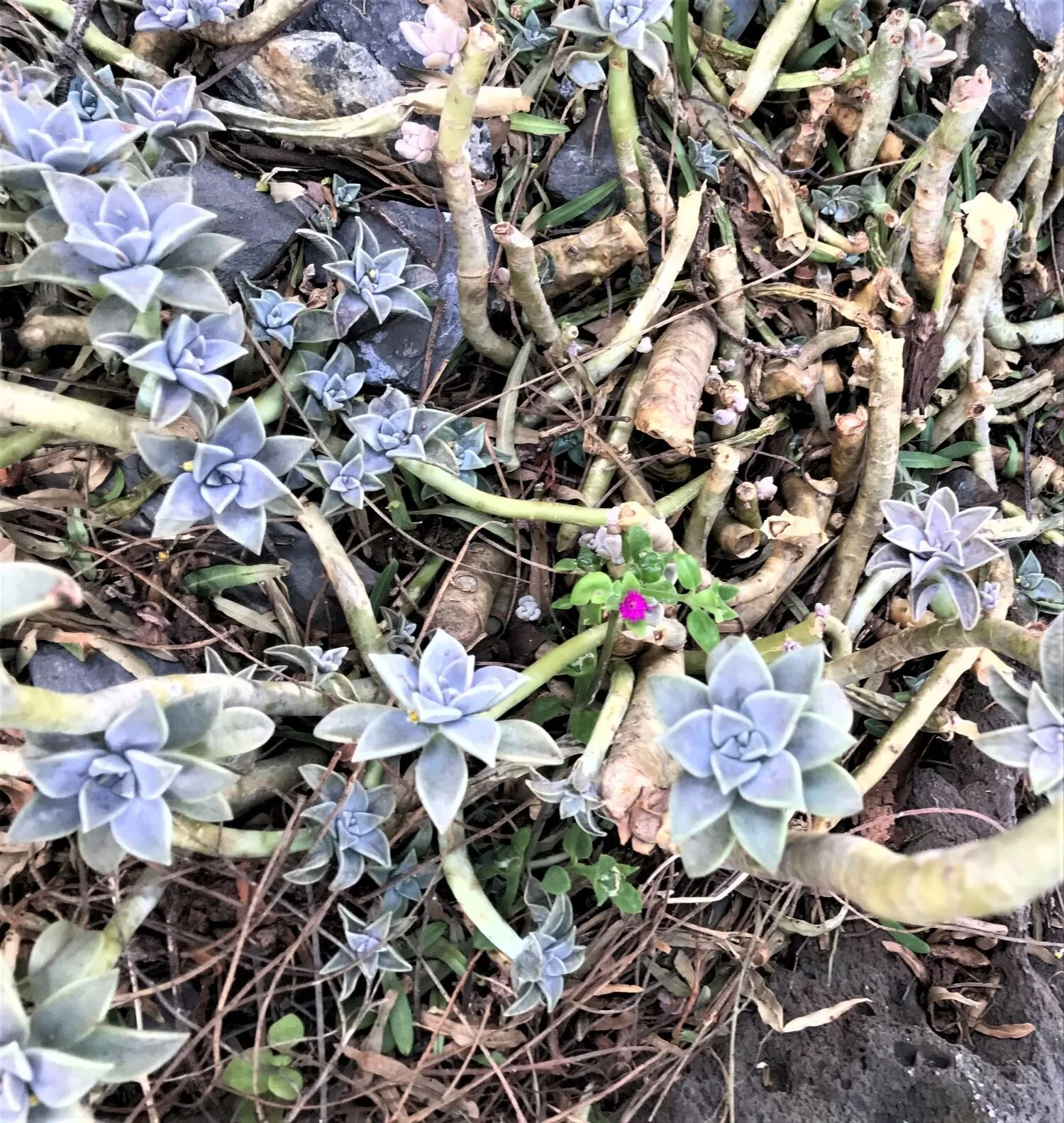 Mexico Penland trip 12 043 (3) res.JPG