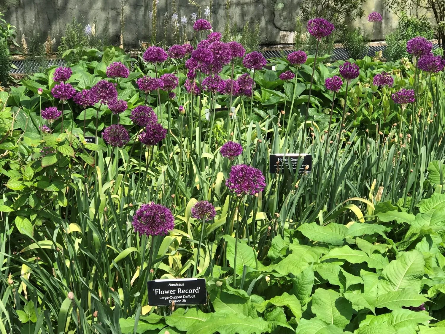 Home garden 5 res.JPG