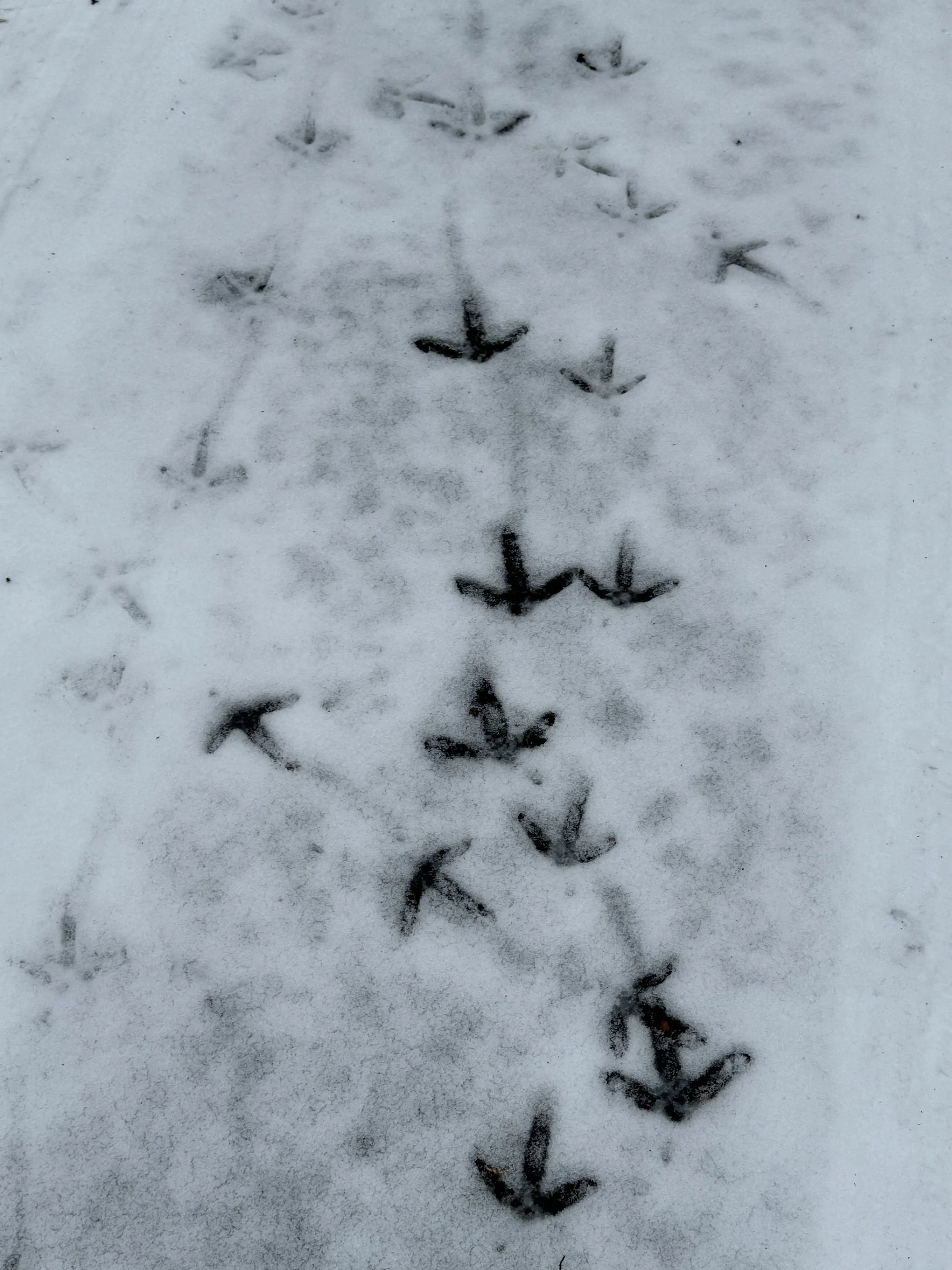 Turkeys in the Snow