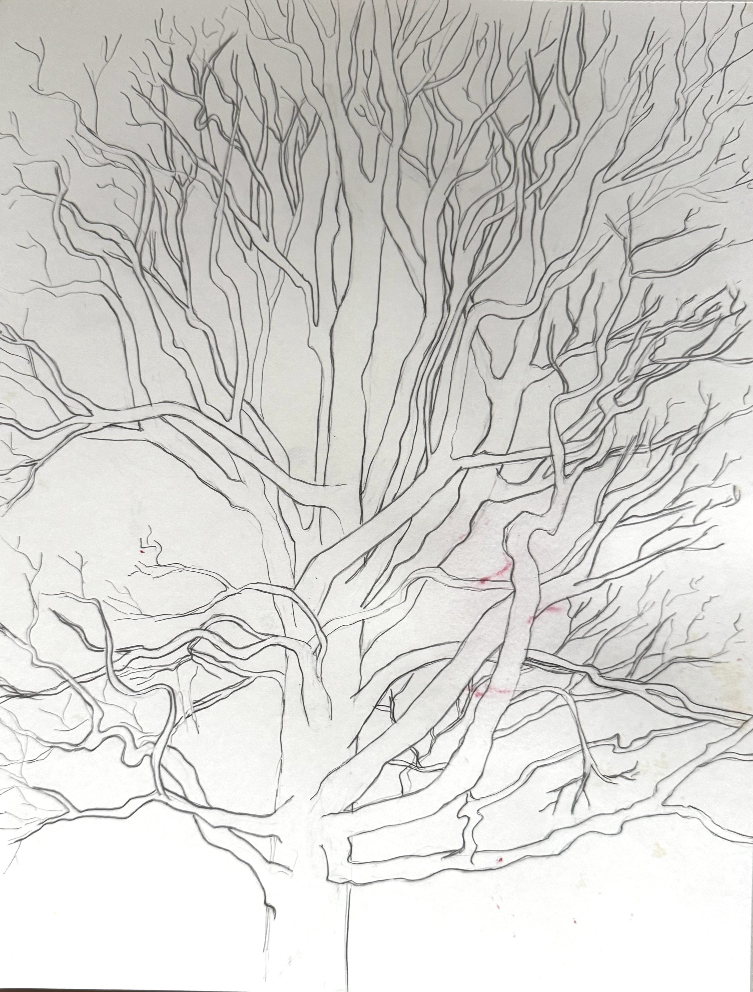 drawing for print American Sycamore, 2026