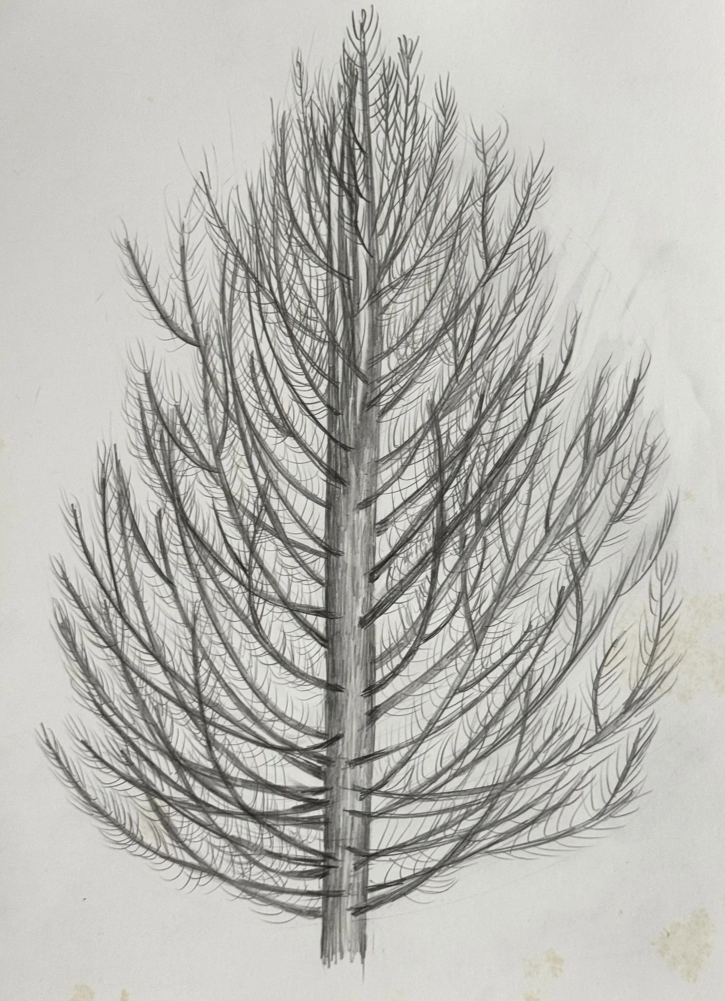 drawing of Bald Cypress in Happy Valley, 2026