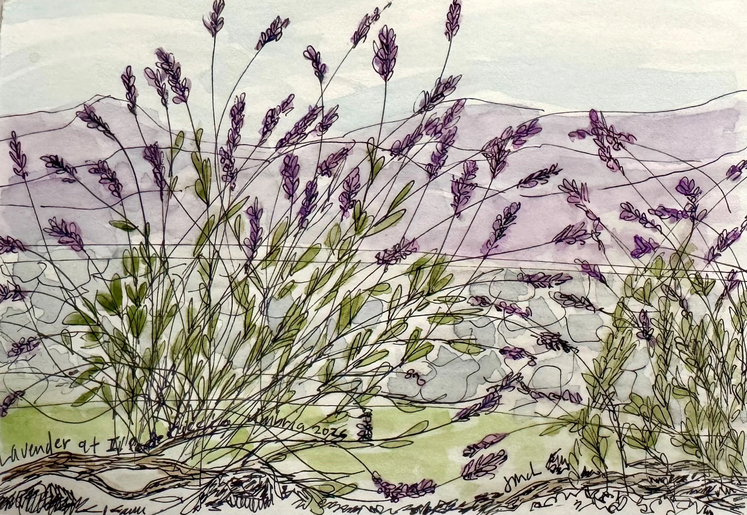 Lavender at Casale Il Poderaccio, 5 x 7.5 inches, ink and watercolor, 2026