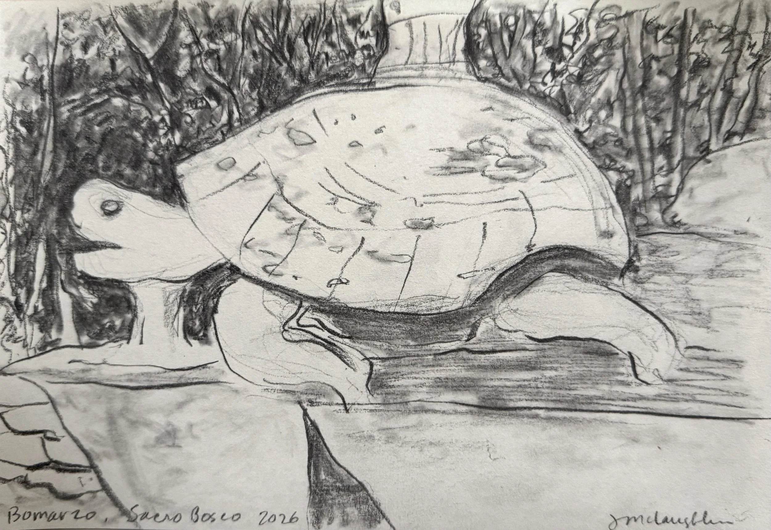 Sacro Bosco Turtle, 2026, 6 x 9 inches, graphite