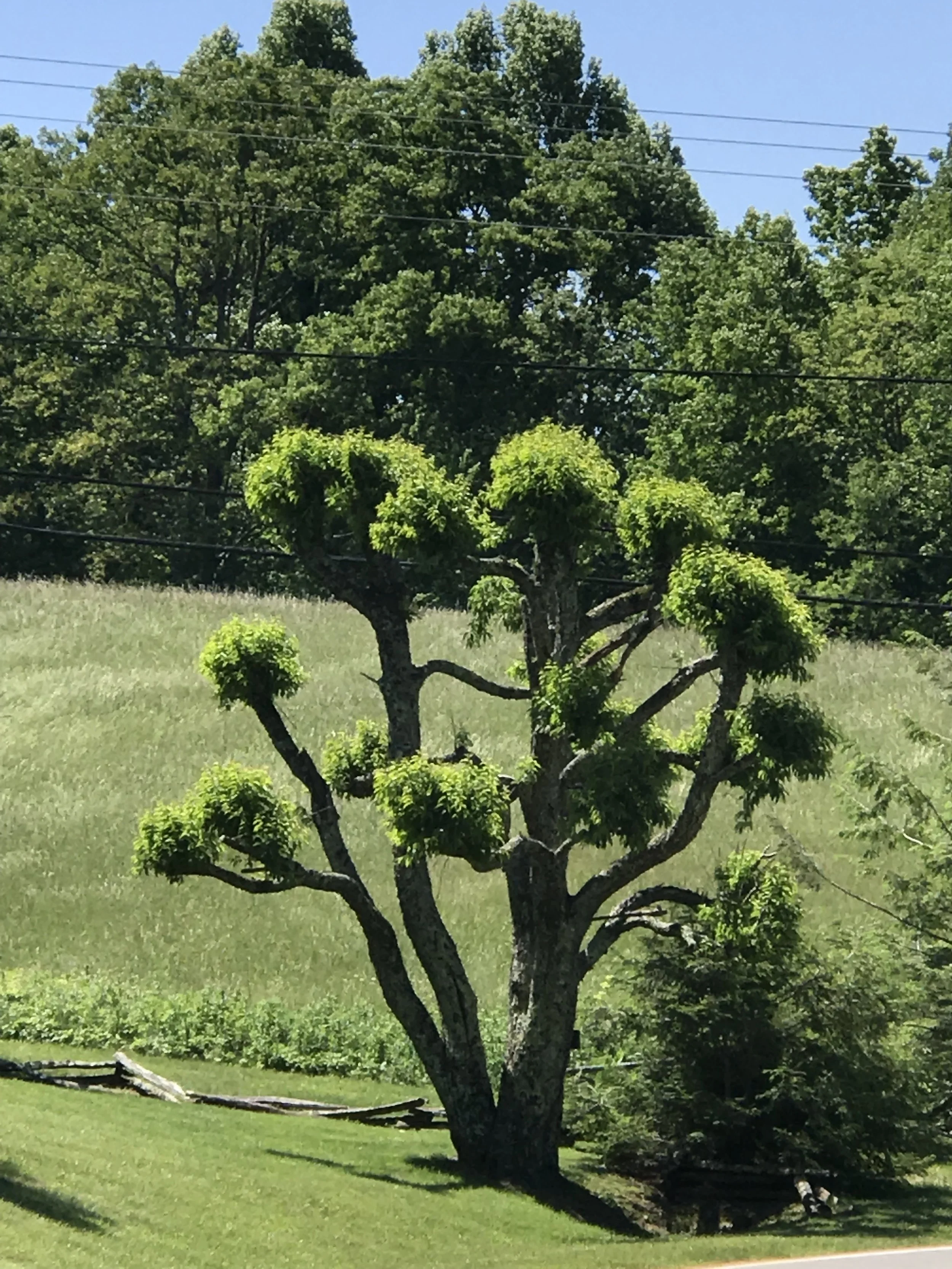 Tree portrait Doc Howell Road