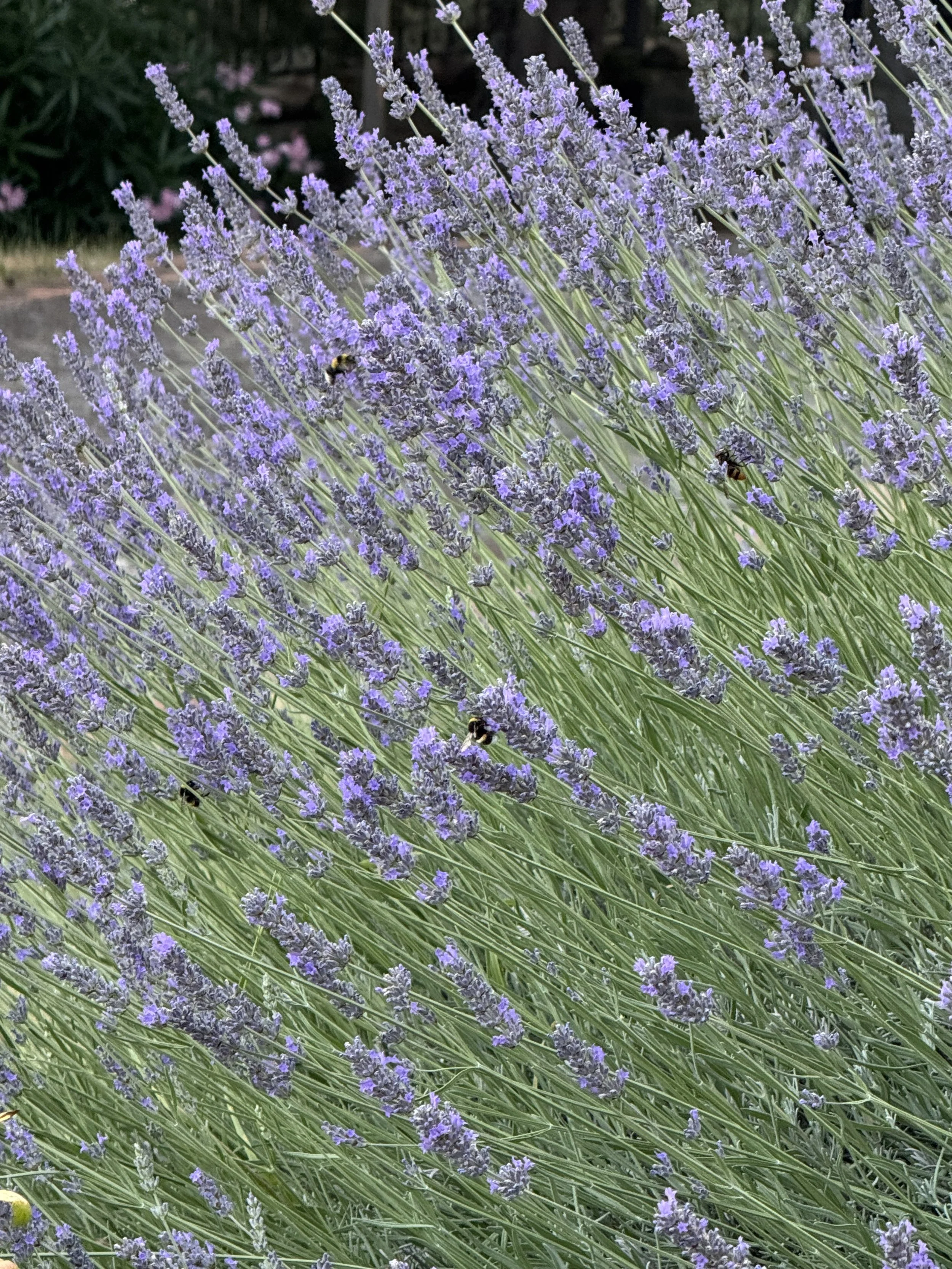 Casale lavender with bees.jpeg