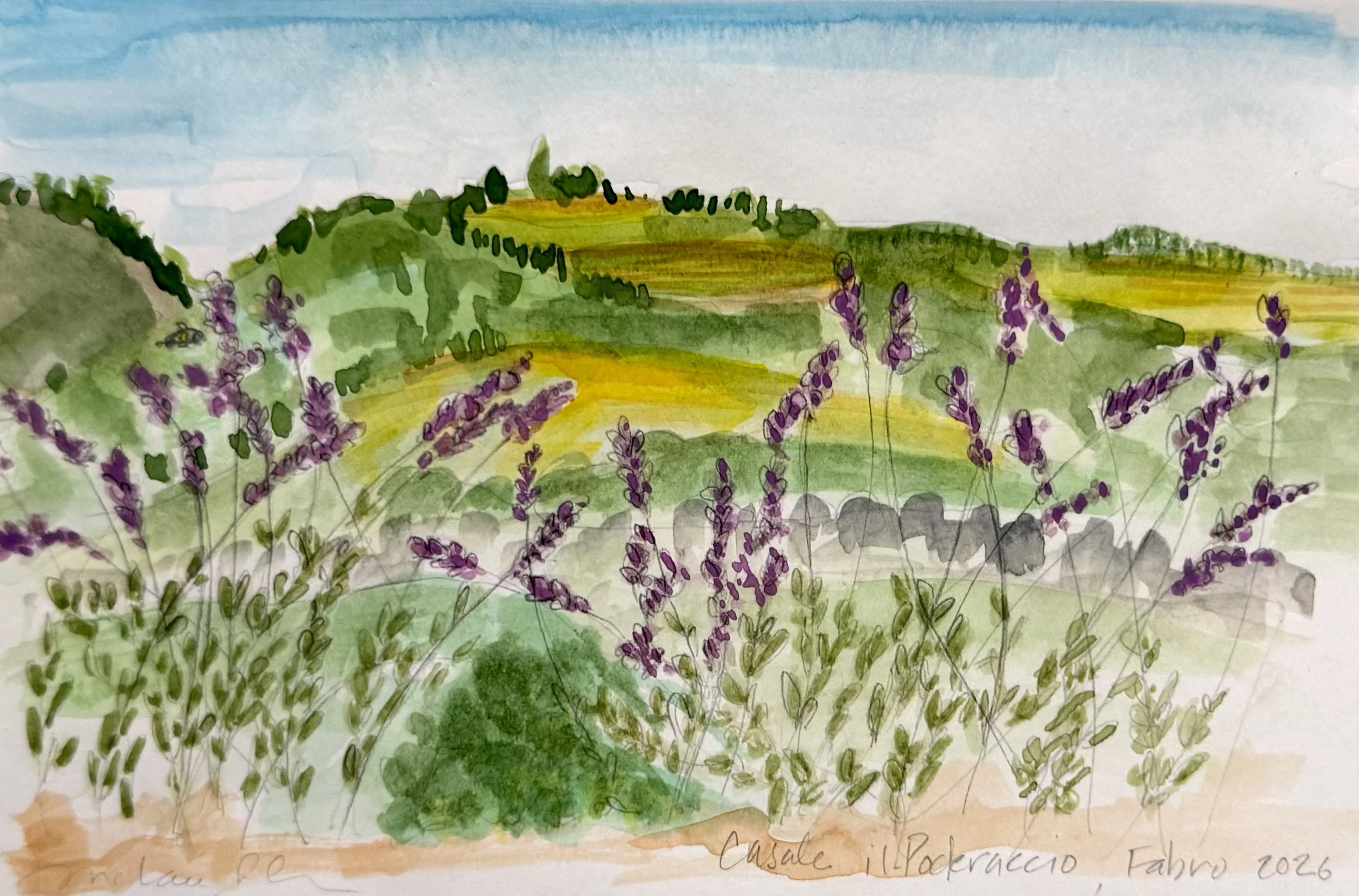 Lavender and fields, 5 x 7 inches, watercolor, Casale il Poderaccio, 2026