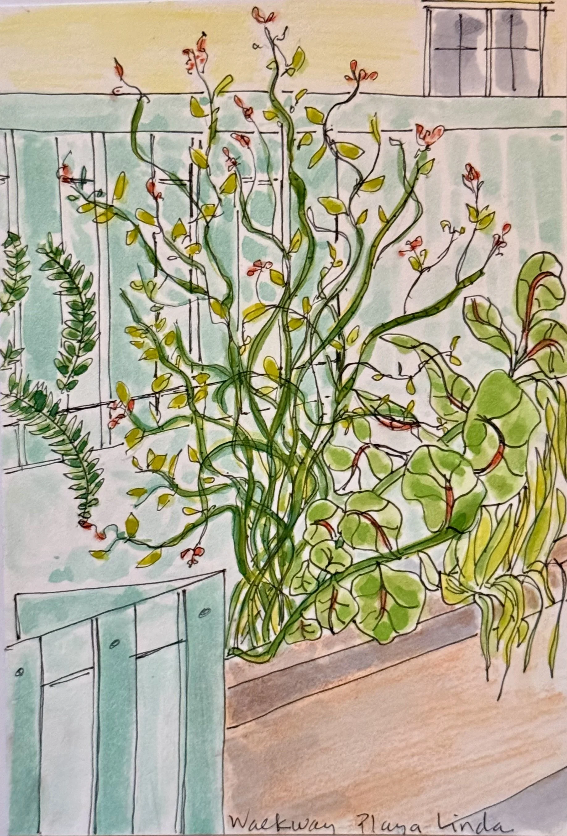 Playa Linda, Shack's Beach 2024 watercolor