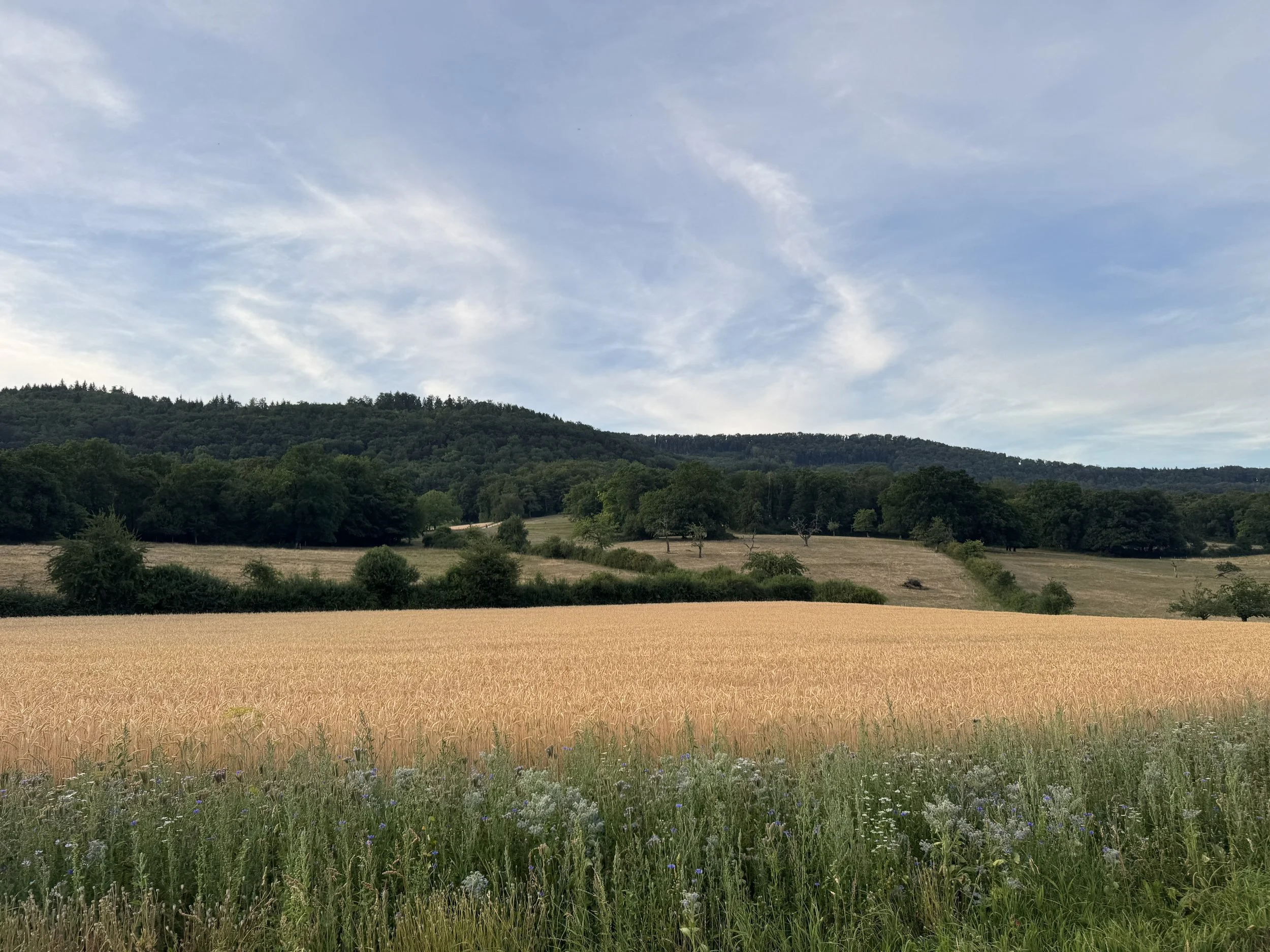 Aarau Field across from last dinner.jpeg