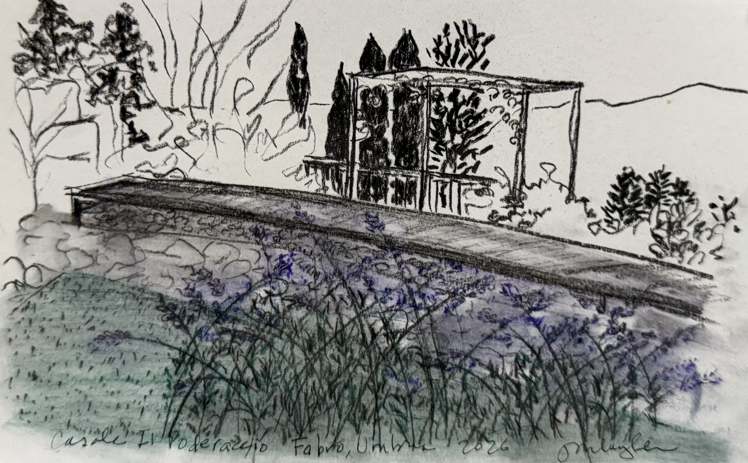 Sketch of lavender at Casale, 5 x 7.5 inches, graphite and colored pencil, 2026