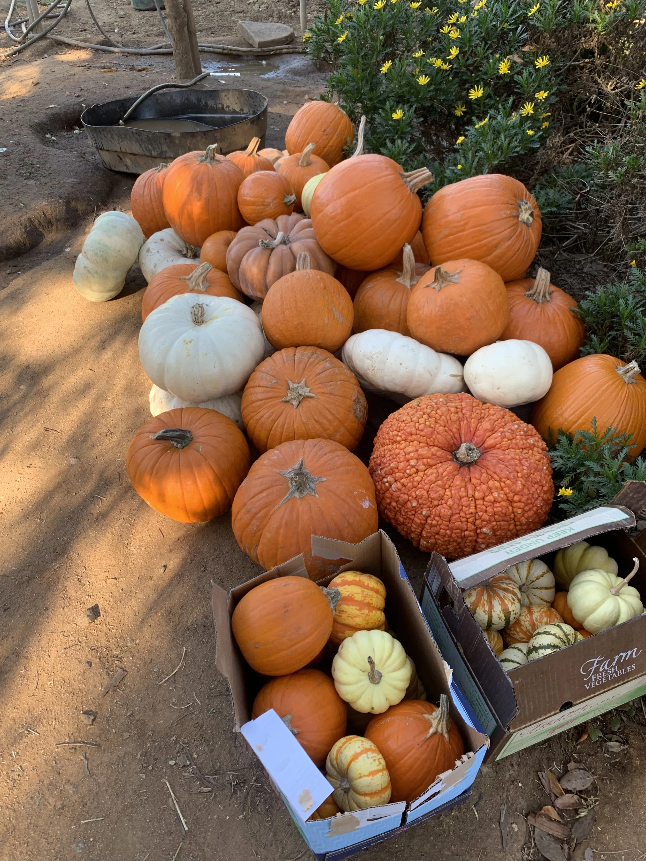 Pumpkin Drive 2027 (PSA)