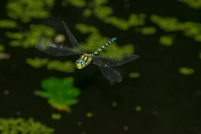 Southern hawker dragonfly