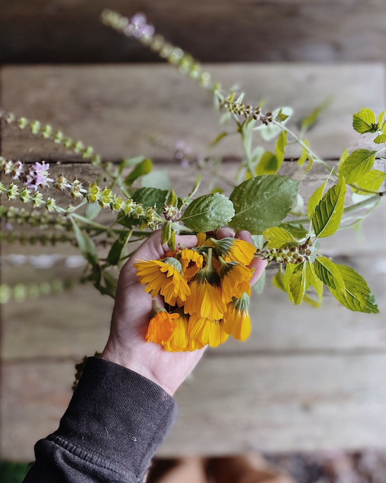 On the blog :: Whether you prefer to use personal care products that contain medicinal botanicals or make your own with herbs, click the link in my bio to learn a few reasons why incorporating medicinal herbs into your routine can be beneficial. 🐰 H