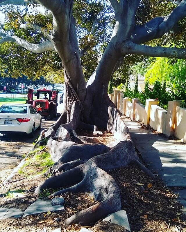 Roots. #walkinginla #lifeunderquarantine #authorsofinstagram