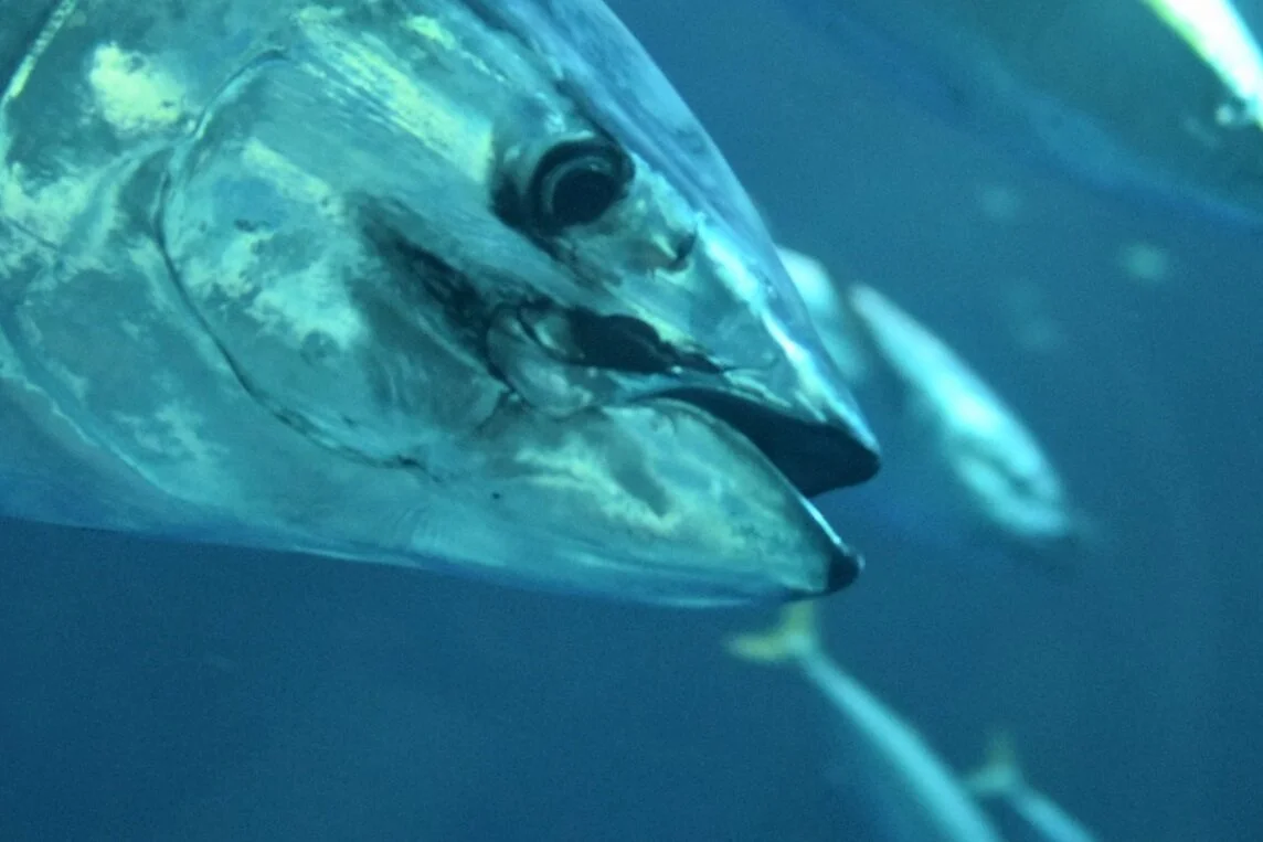 Tuna Salad With Herbs