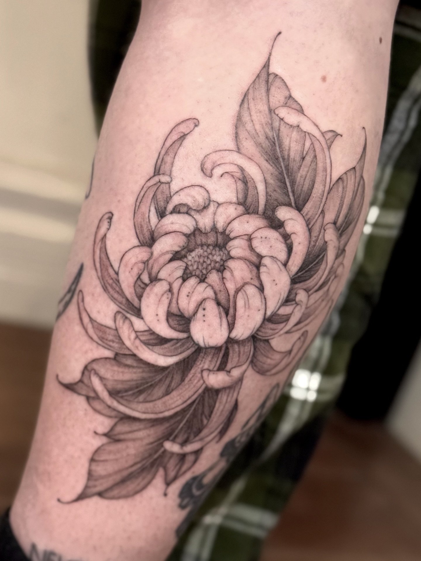 We finally finished this chrysanthemum!! Thank you so much @tattoosbyabbeysmith for trusting me and powering through this second session 💕💪 it&rsquo;s so nice to see this chrysanthemum come to life! 

&bull;&bull;&bull;
January bookings are open!!
