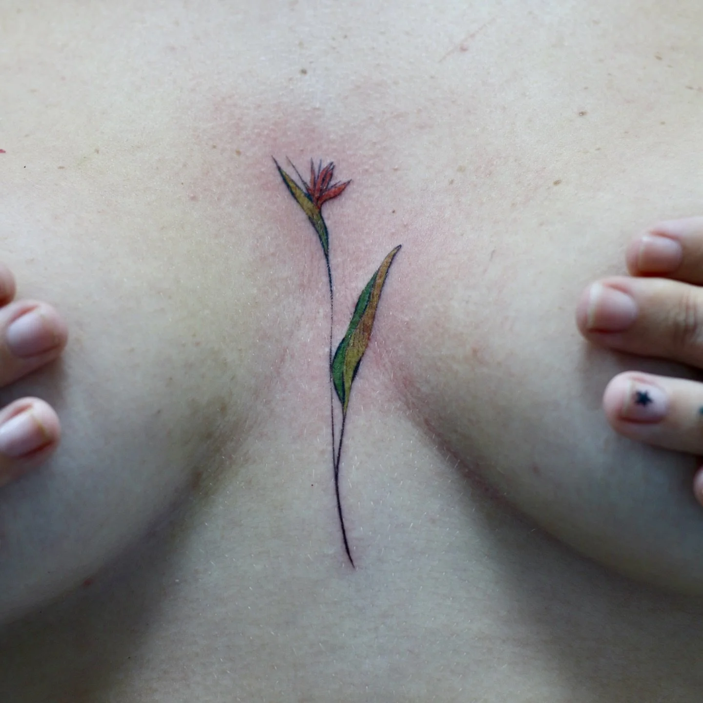 This was such a fun piece that I got to do whilst in Seychelles! Thank you for trusting me with it! 

Artist at @obscura.tattoo 
Done in Seychelles
Supplied by @anarchy_tattoo_supplies 

#birdofparadise #birdofparadisetattoo #chesttattoo #illustrativ