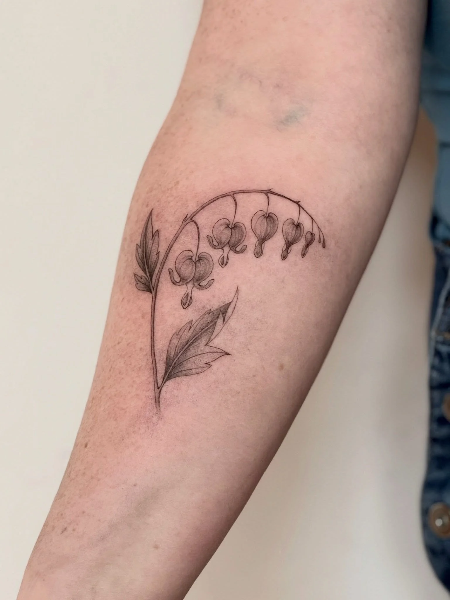 Bleeding Hearts Plant by @sablii.tattoo ❤️🍃
.
.
.
Artist: @sablii.tattoo 
Studio: @obscura.tattoo 
.
.
.
#ottawatattoo #ottawaartist #obscuratattoo #finelinetattoo #illustrativetattoo